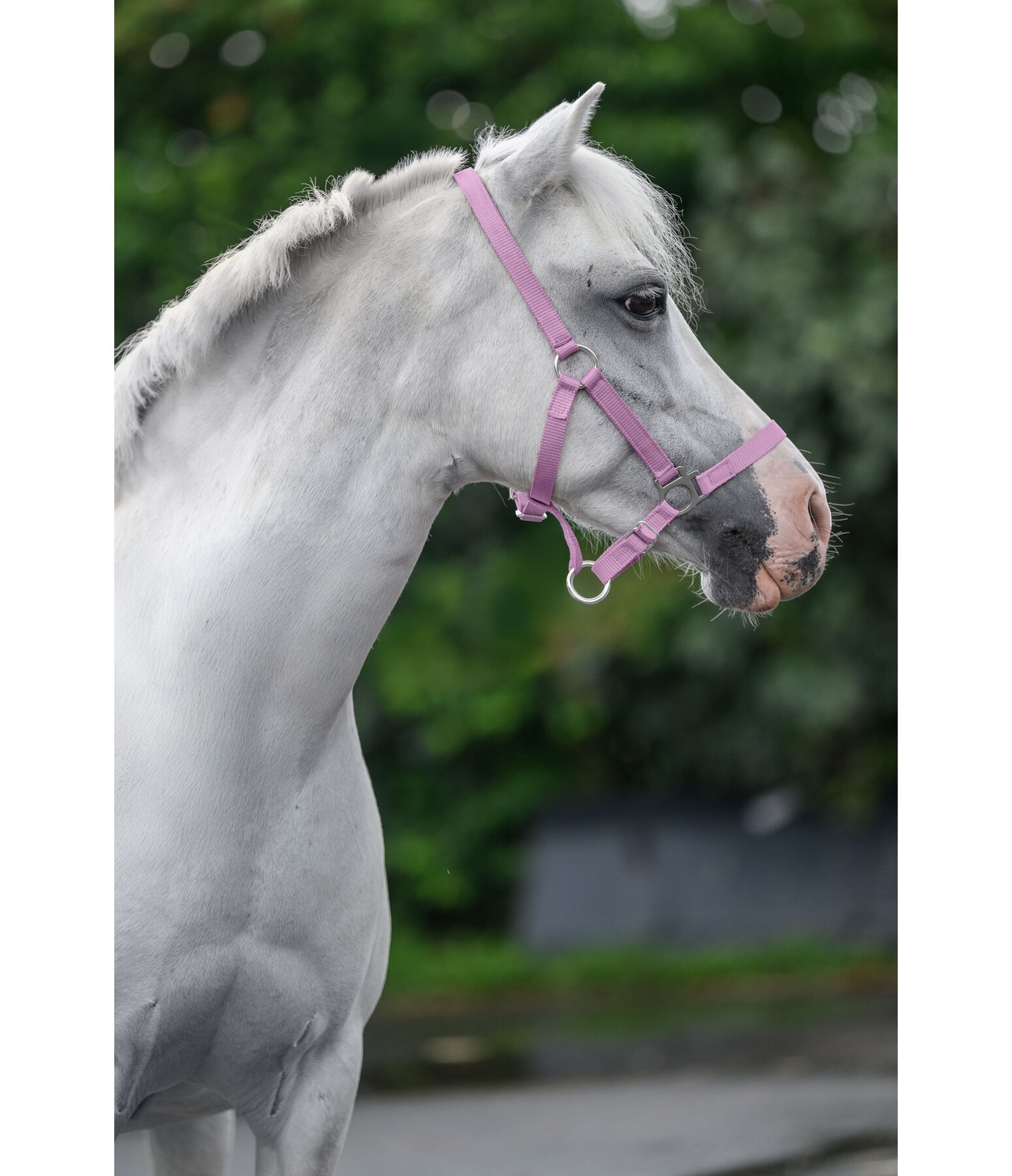 Foal and Shetland Pony Headcollar Grow With You