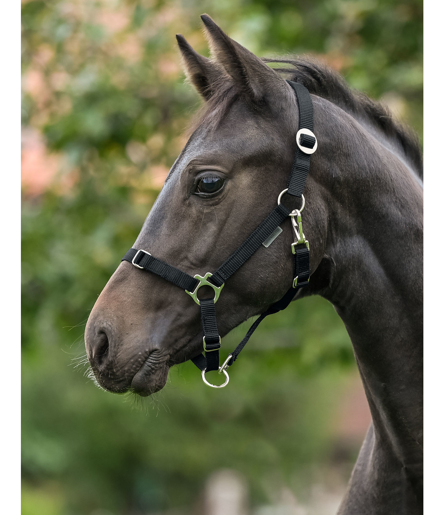 Foal and Shetland Pony Headcollar Grow With You