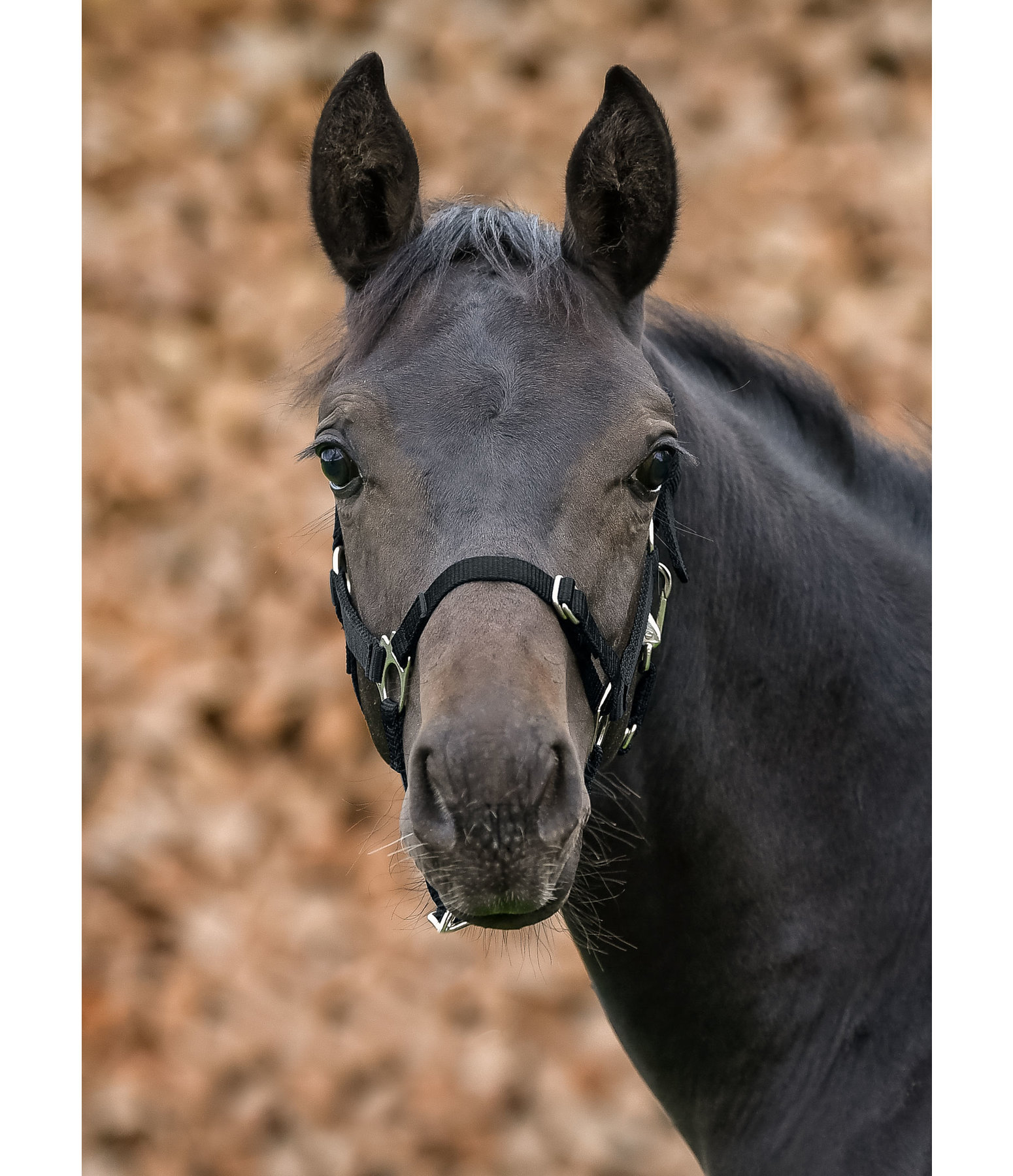 Foal and Shetland Pony Headcollar Grow With You