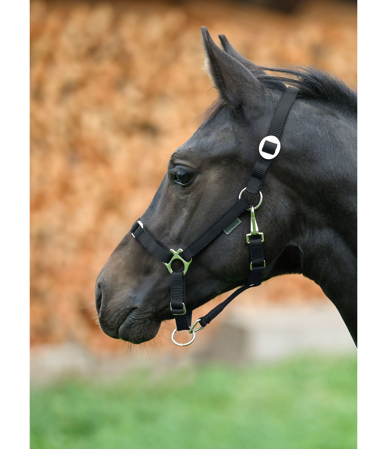 Foal and Shetland Pony Headcollar Grow With You