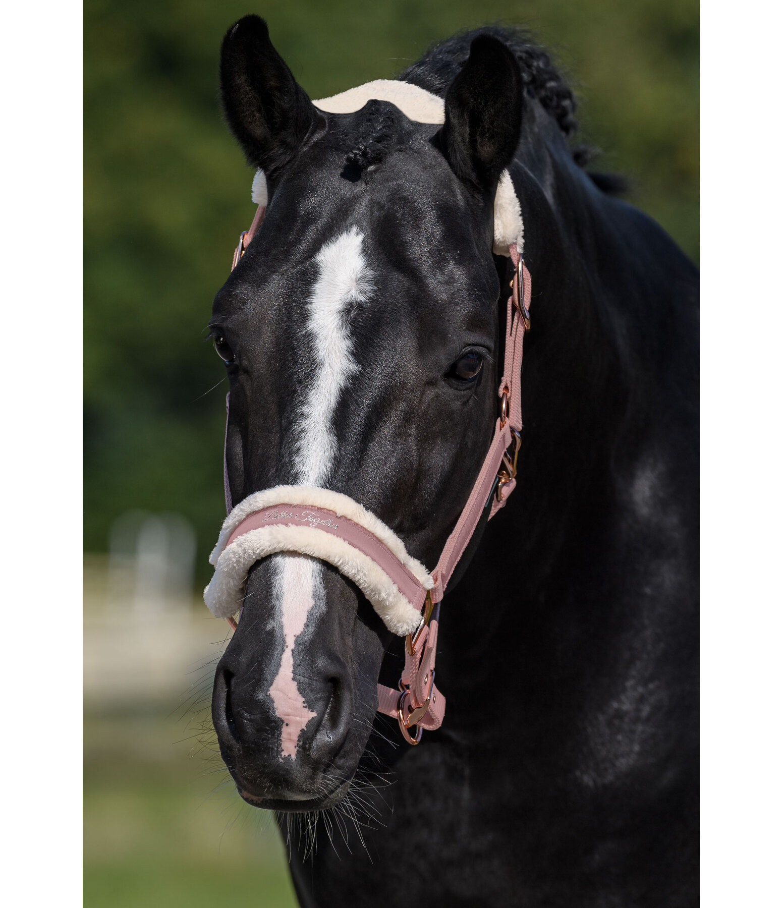 Teddy Fleece Headcollar Better Together