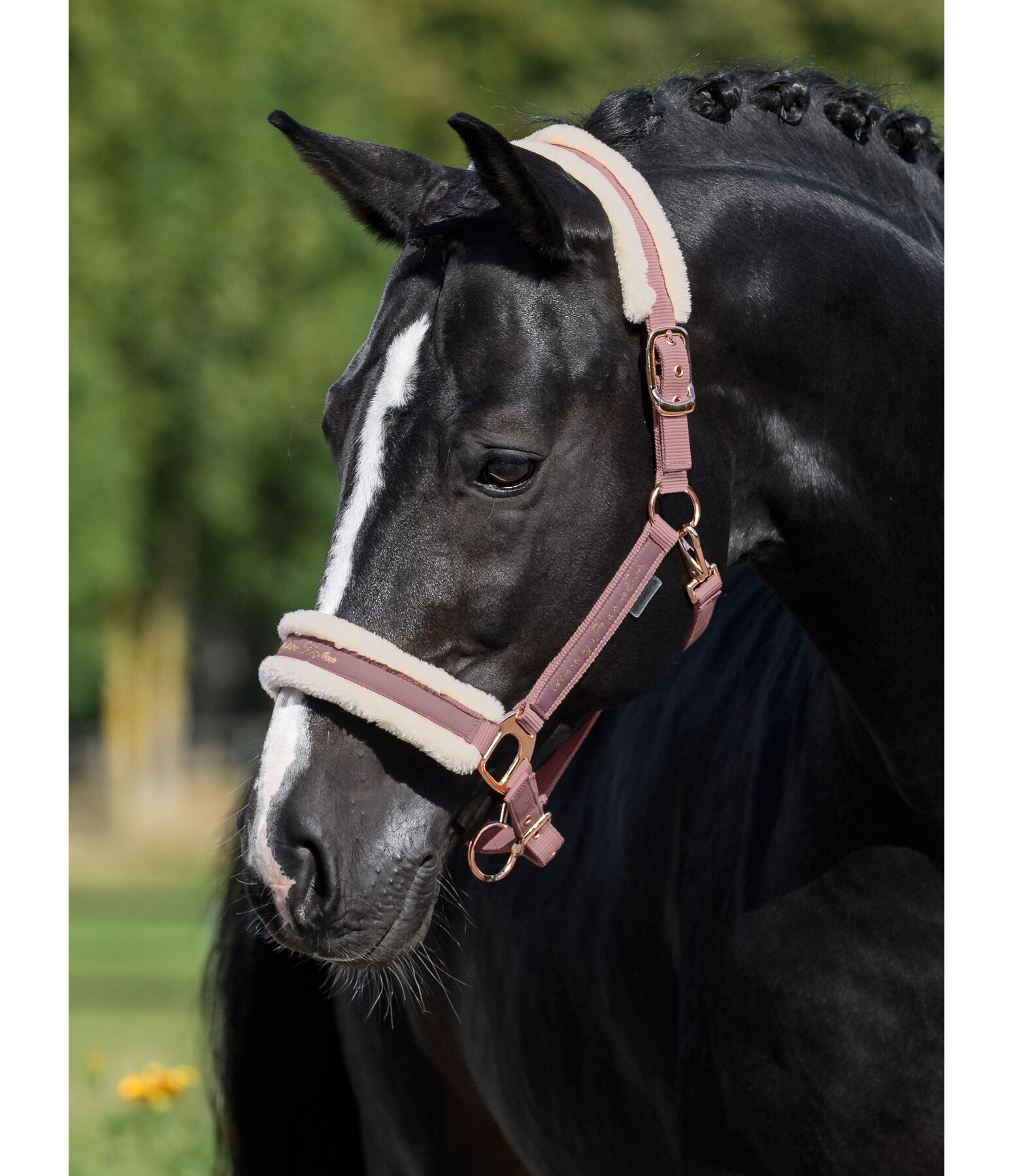 Teddy Fleece Headcollar Better Together