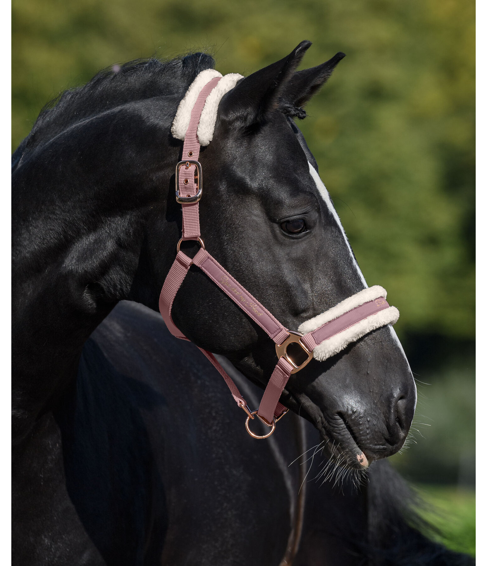 Teddy Fleece Headcollar Better Together