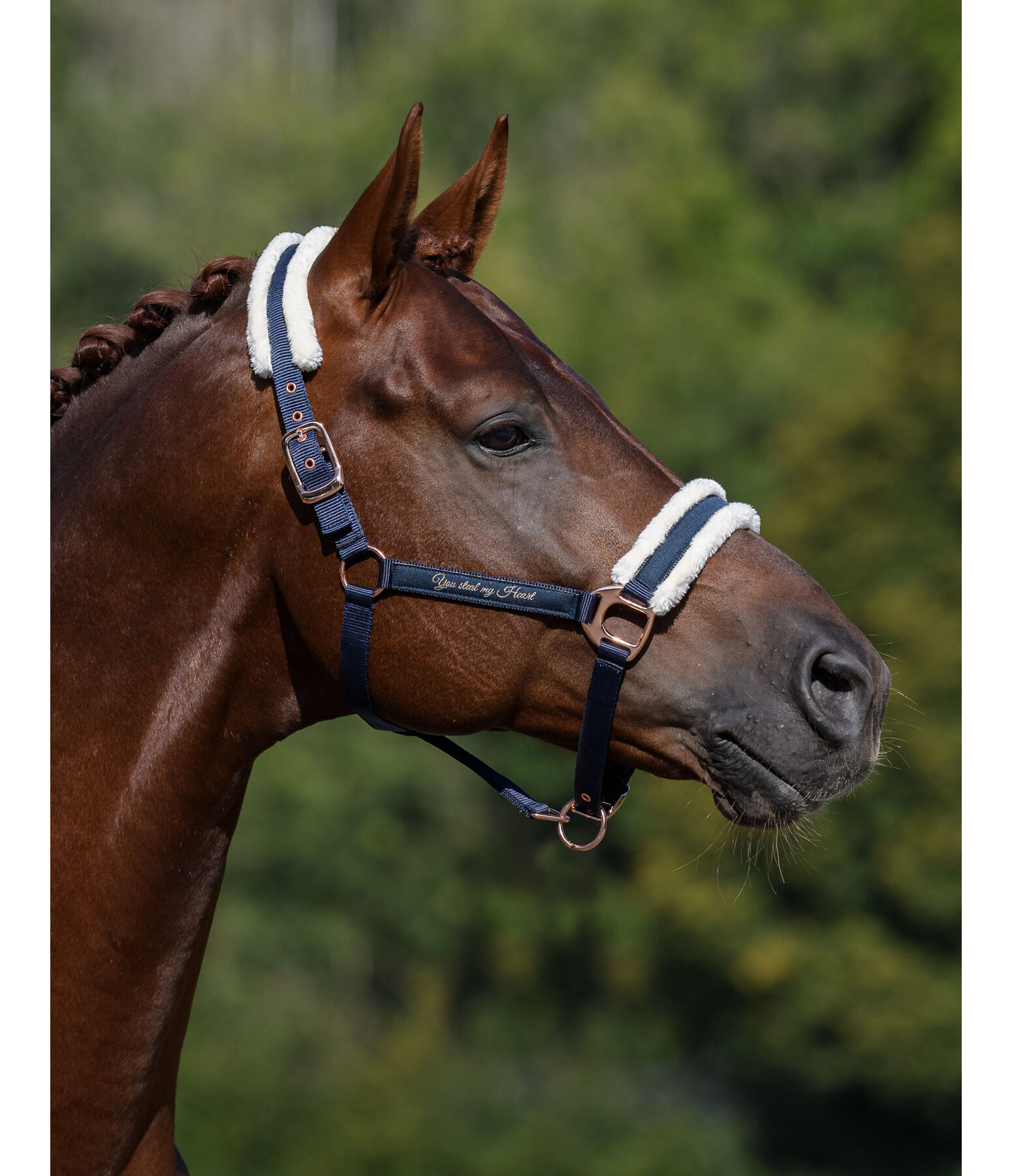 Teddy Fleece Headcollar Better Together