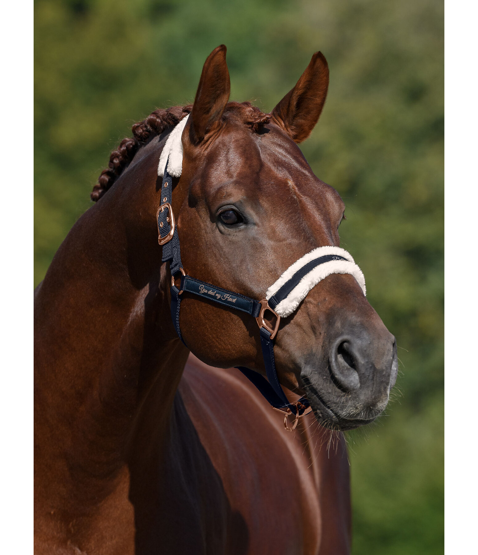 Teddy Fleece Headcollar Better Together