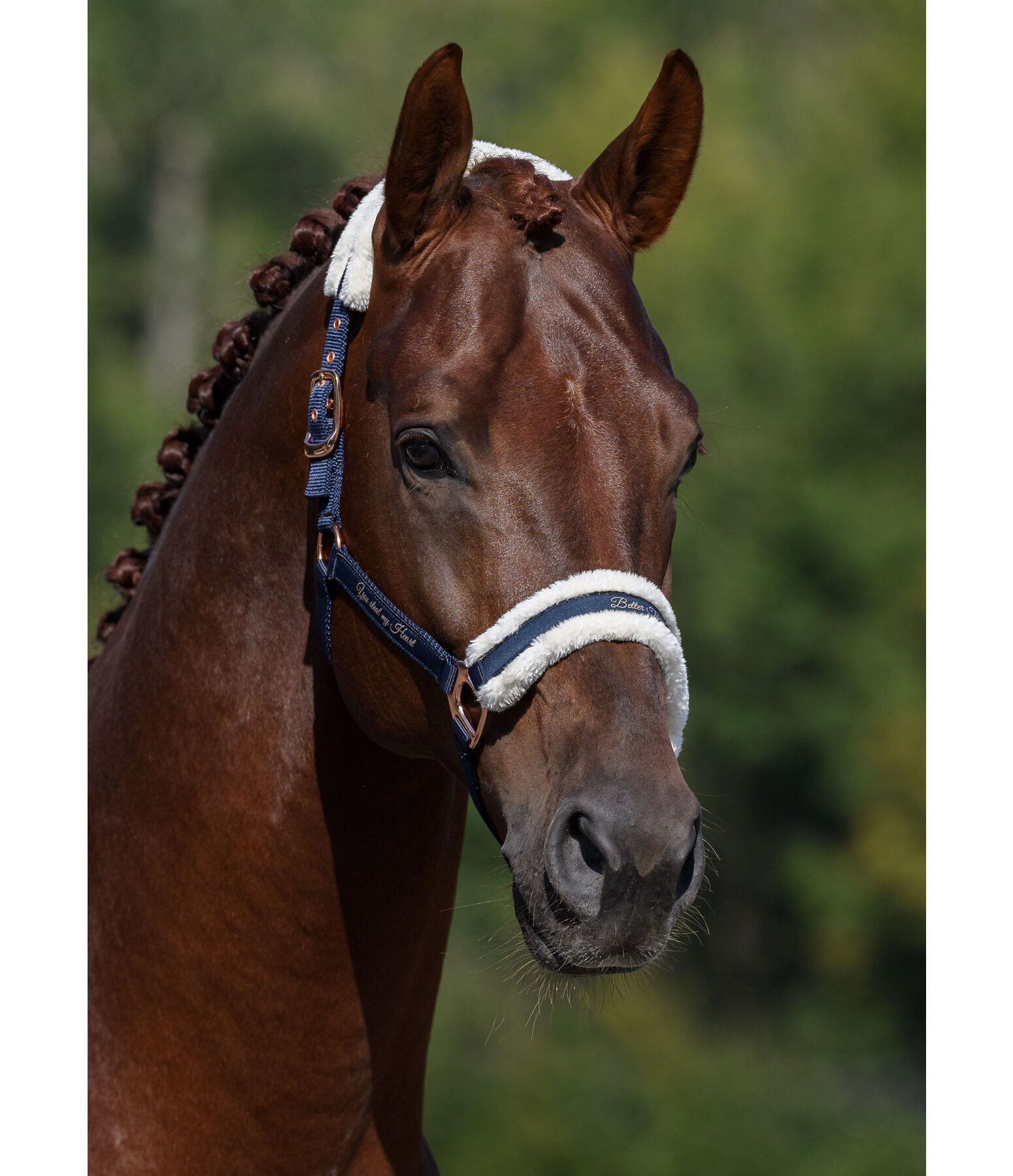 Teddy Fleece Headcollar Better Together