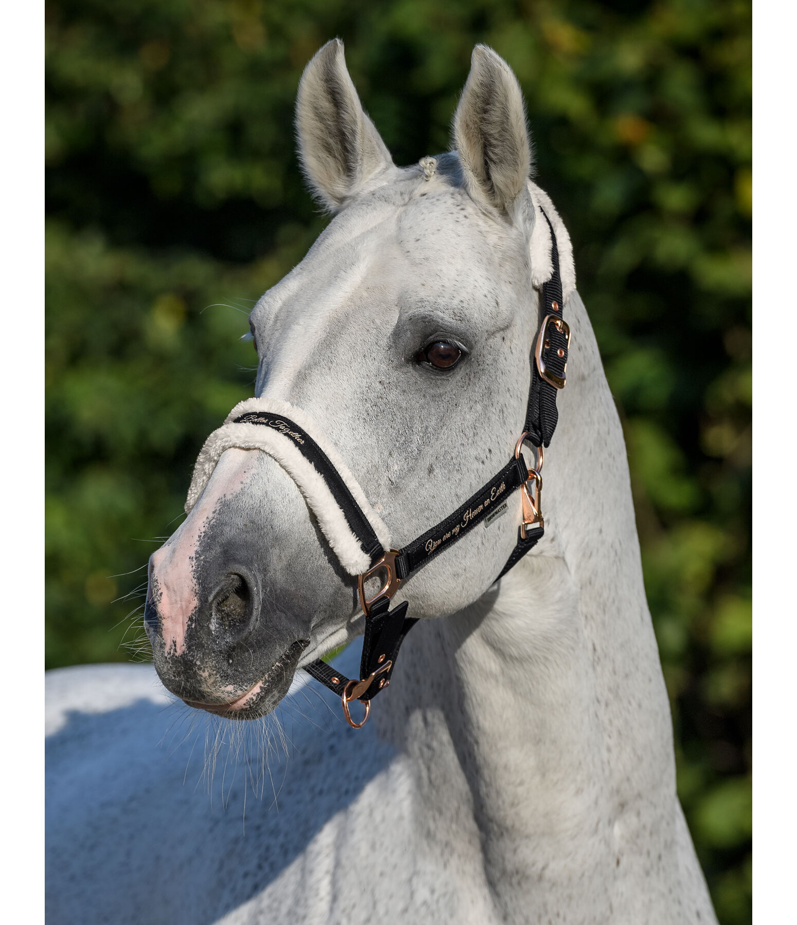 Teddy Fleece Headcollar Better Together