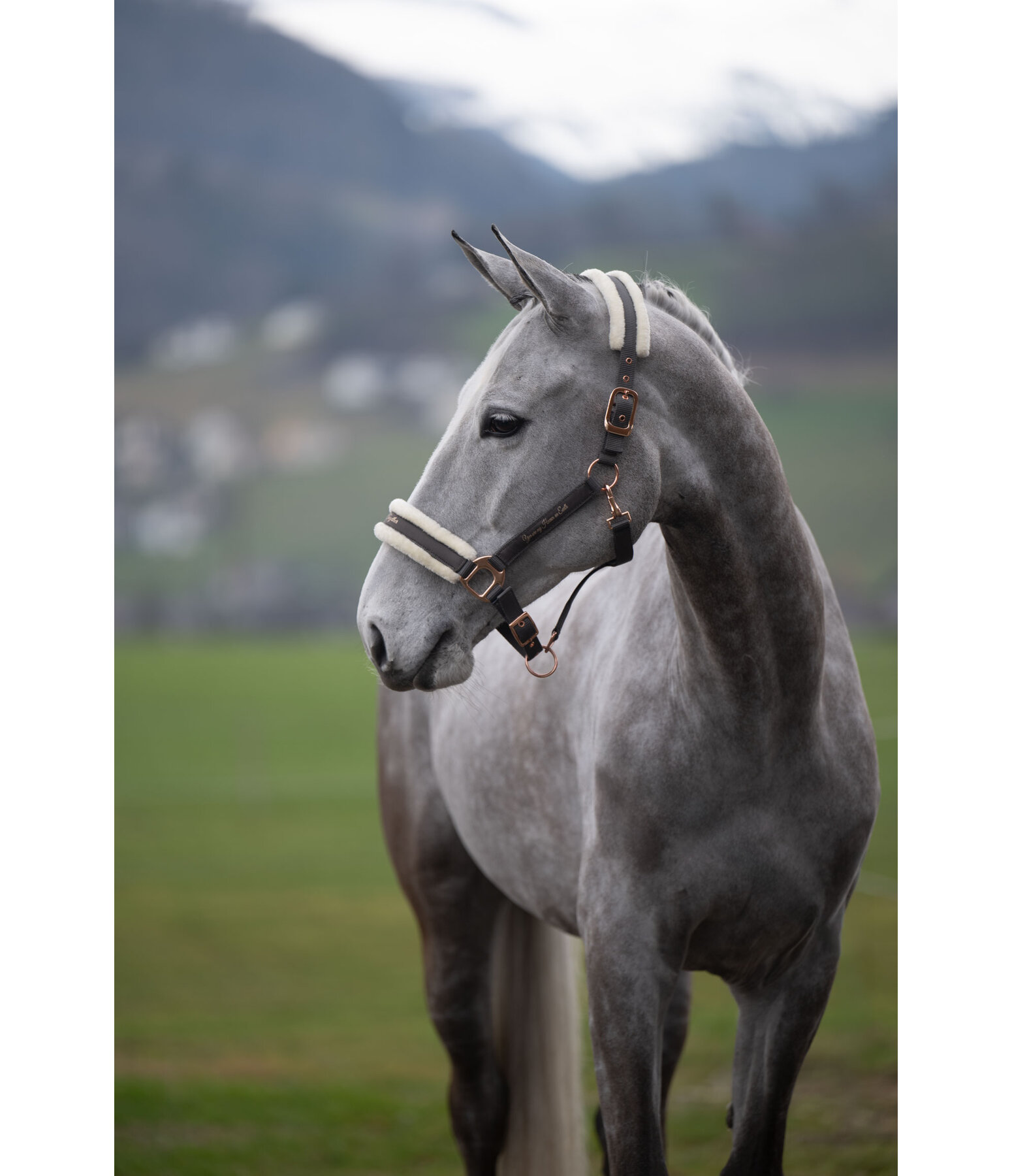 Teddy Fleece Headcollar Better Together