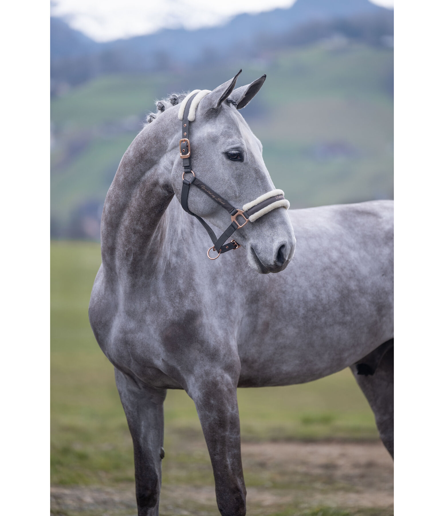 Teddy Fleece Headcollar Better Together
