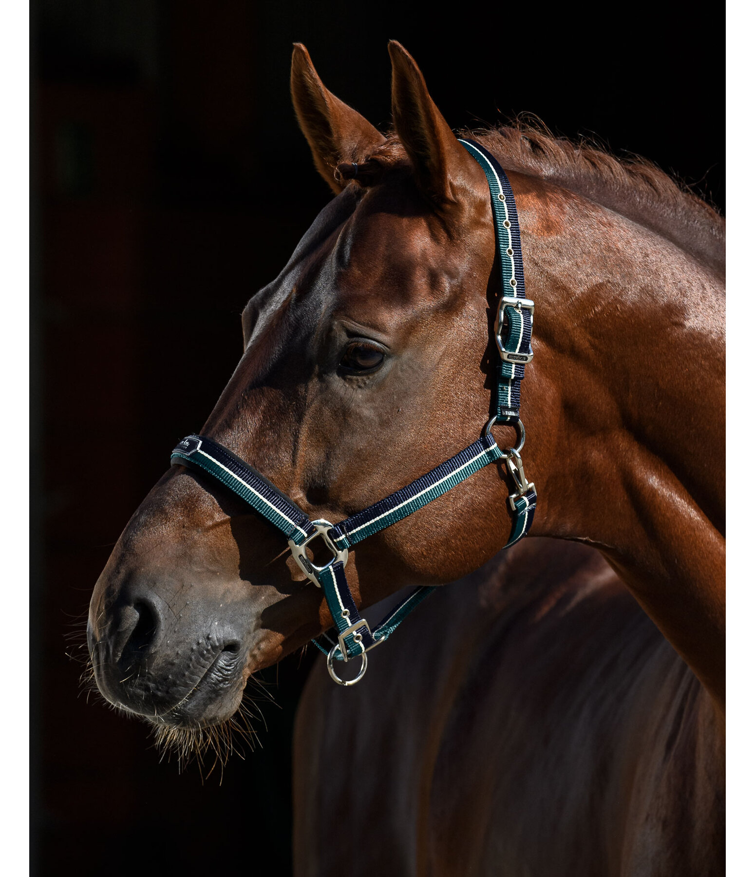 Headcollar Performance II