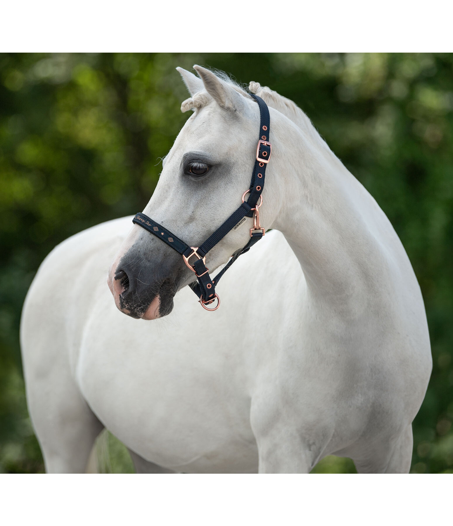 Foal and Shetland Headcollar Future Star