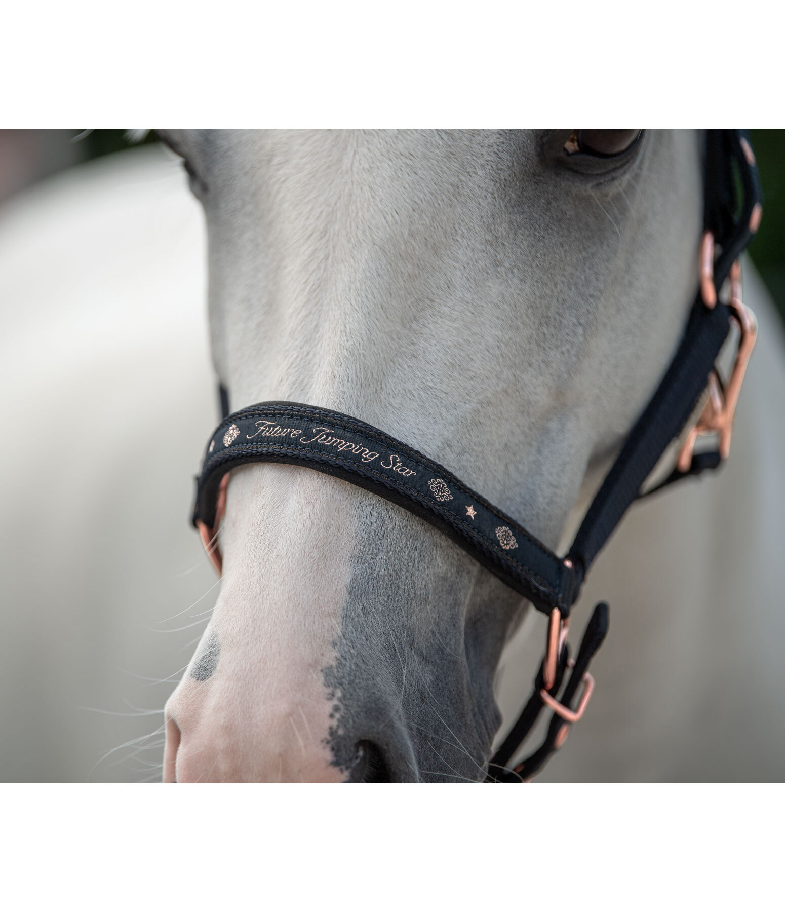 Foal and Shetland Pony Headcollar Future Star