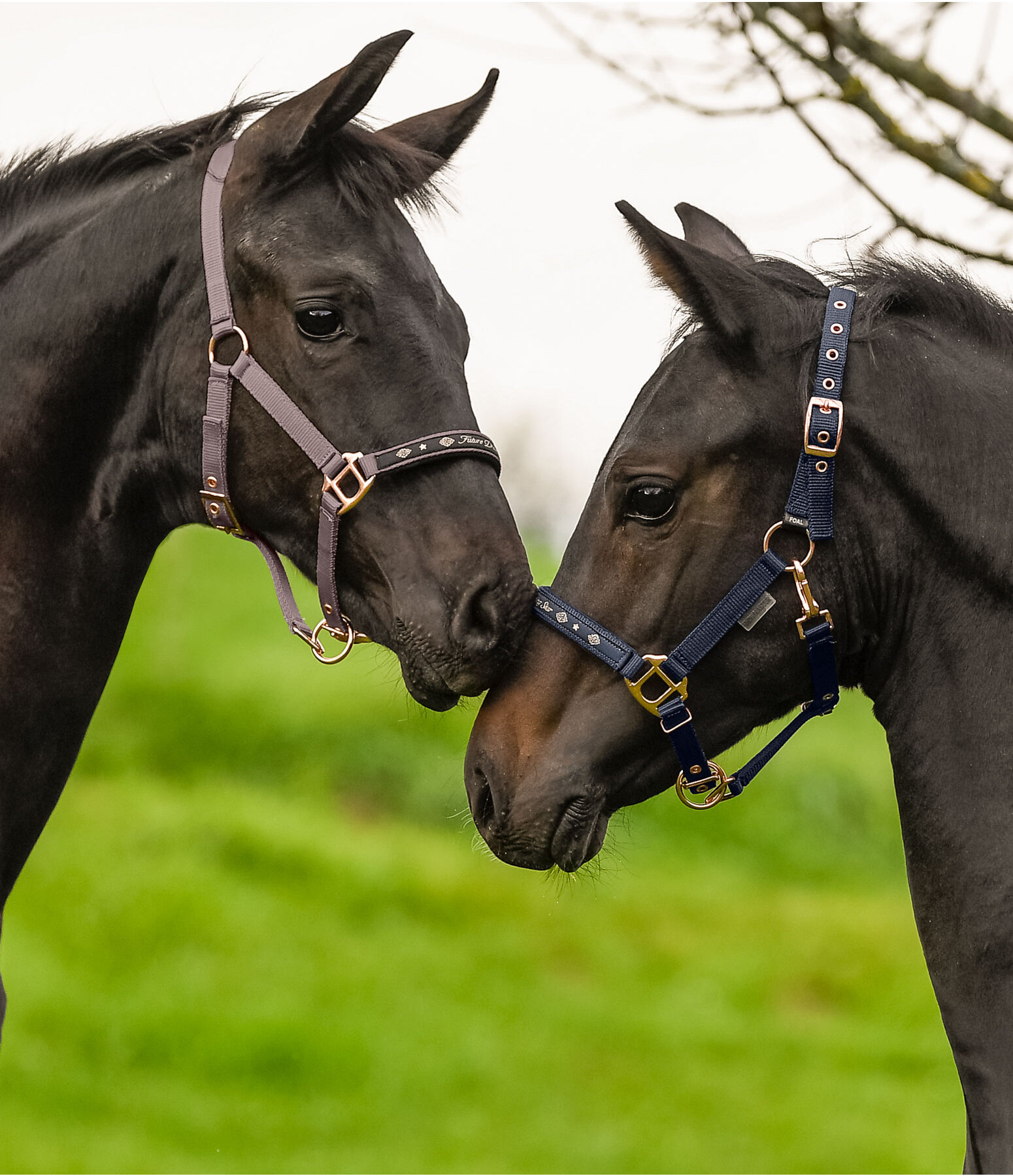 Foal and Shetland Headcollar Future Star