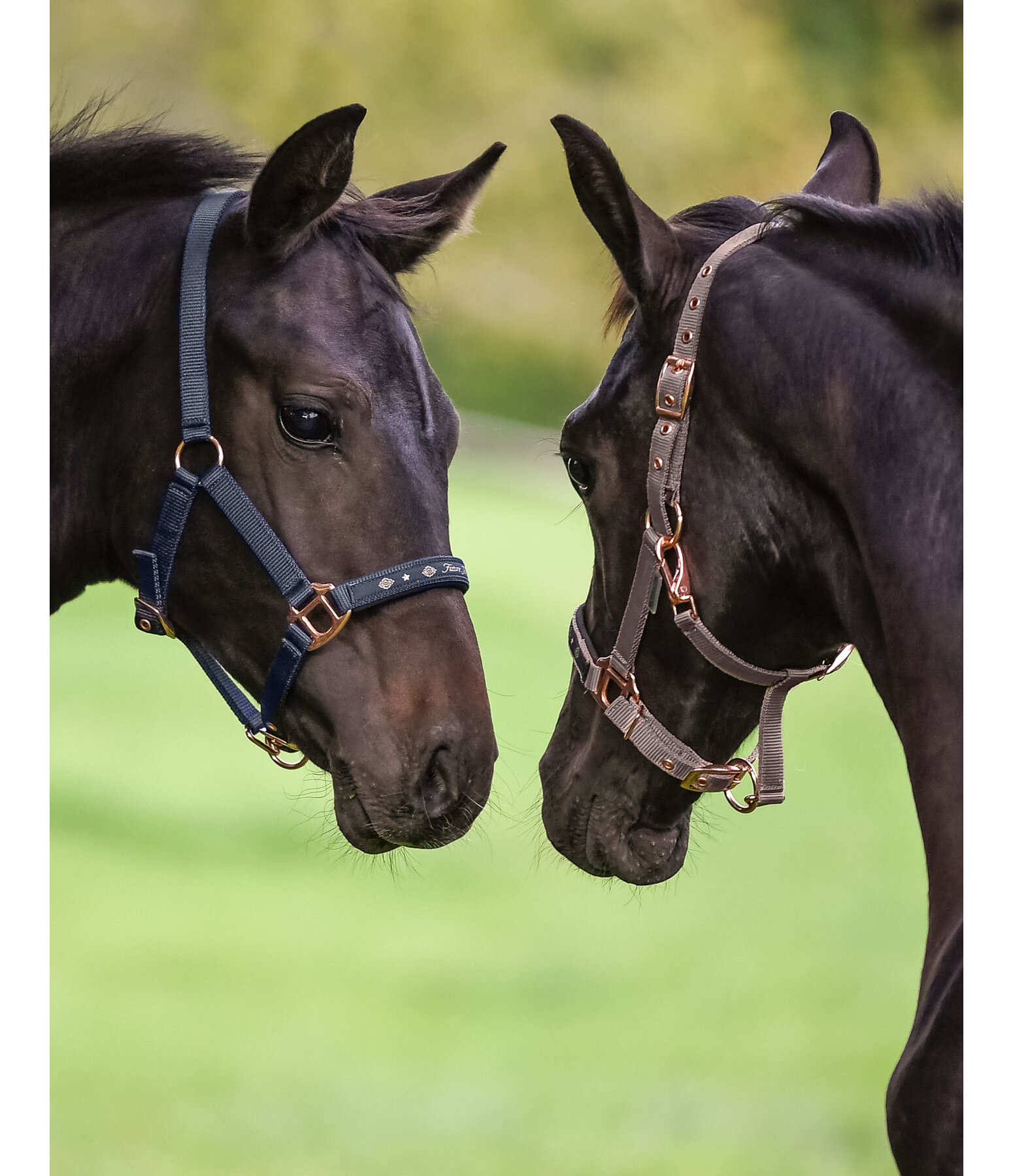 Foal and Shetland Pony Headcollar Future Star