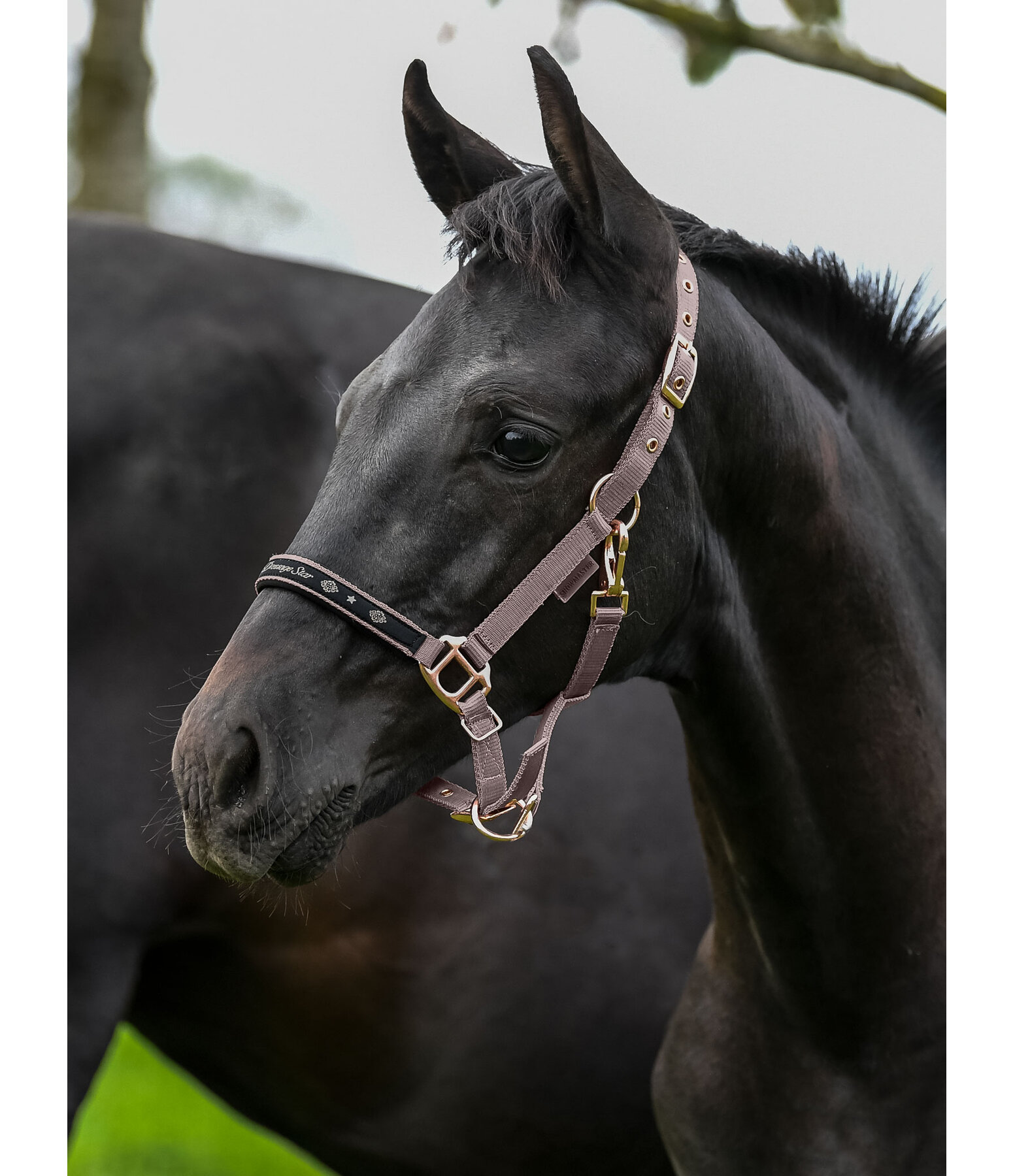 Foal and Shetland Pony Headcollar Future Star