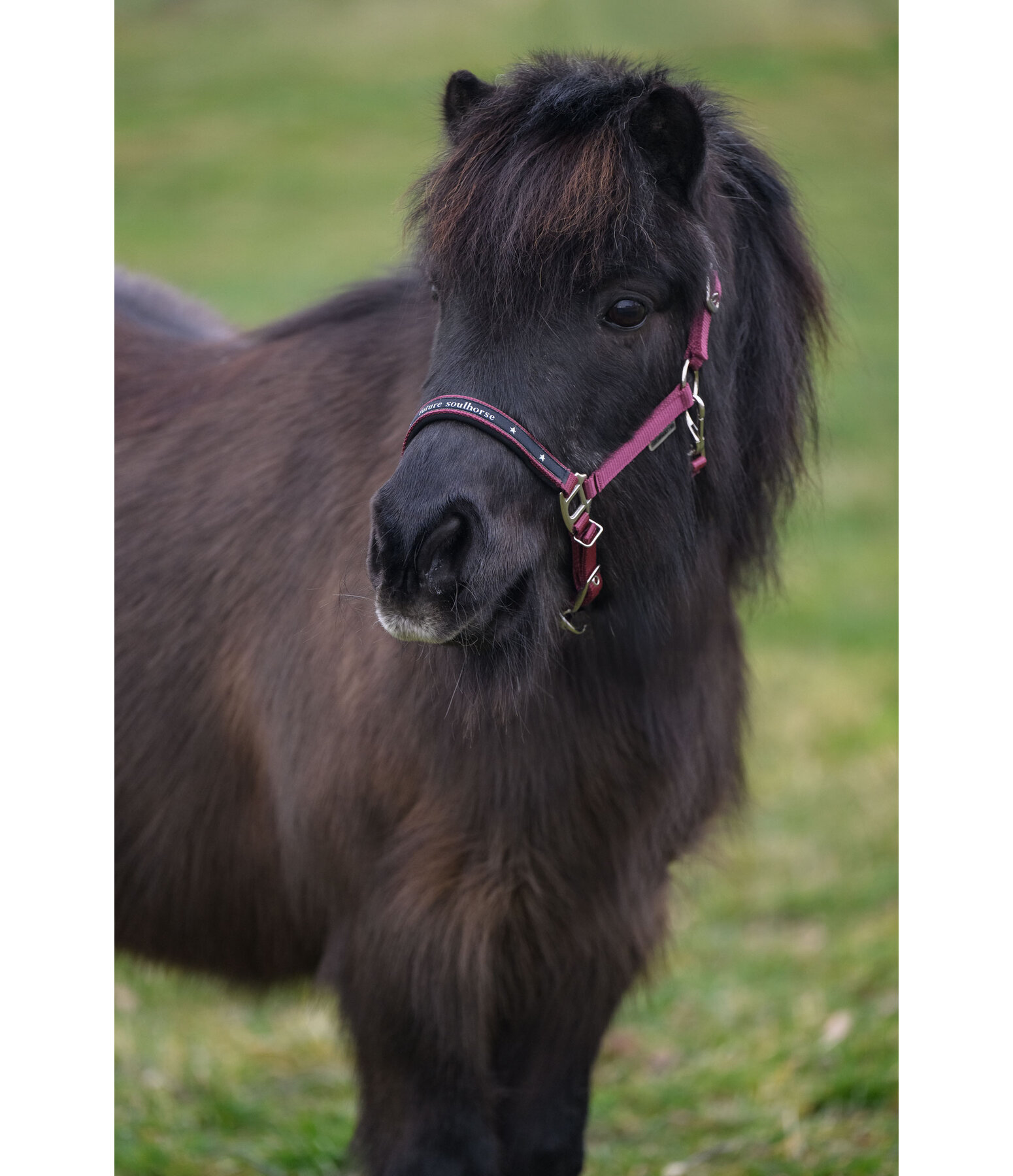 Foal and Shetland Pony Headcollar Future Star