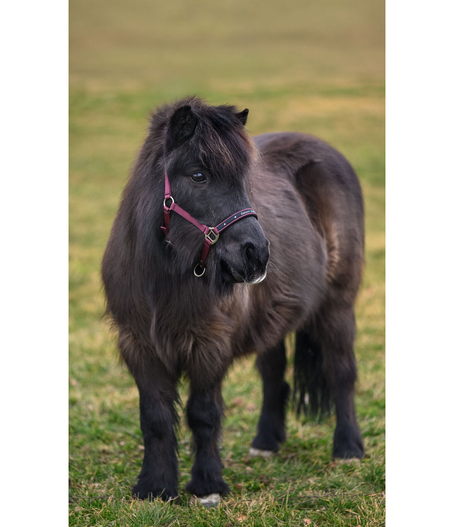 Foal and Shetland Pony Headcollar Future Star