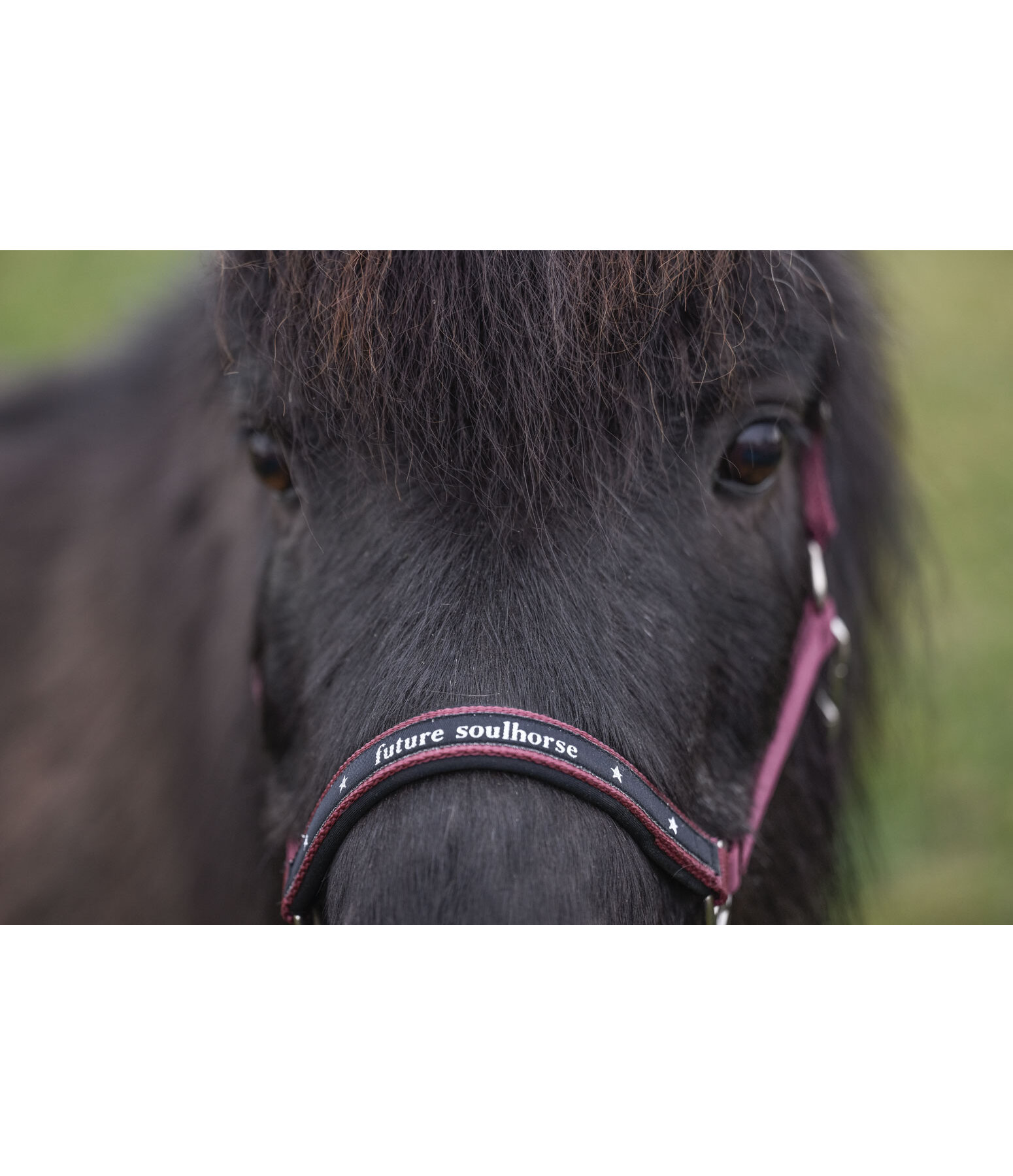 Foal and Shetland Pony Headcollar Future Star