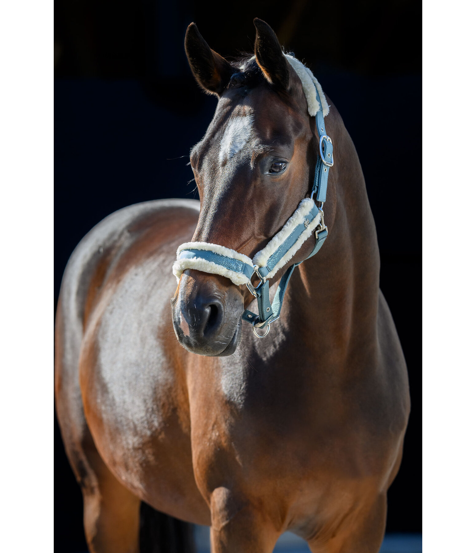 Headcollar Glitter Explosion