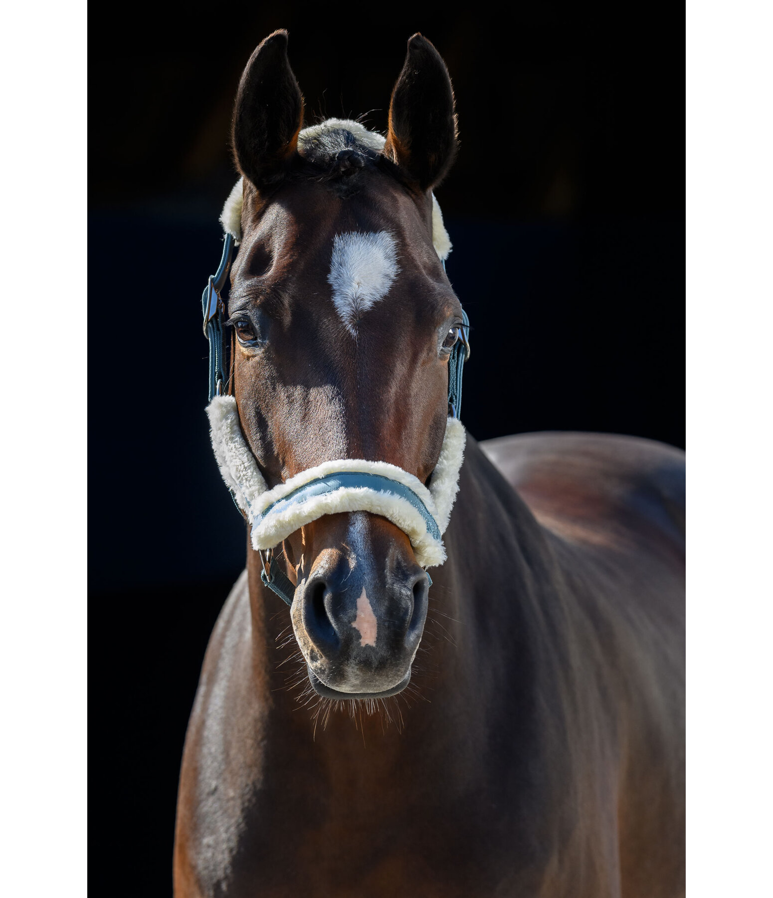 Headcollar Glitter Explosion