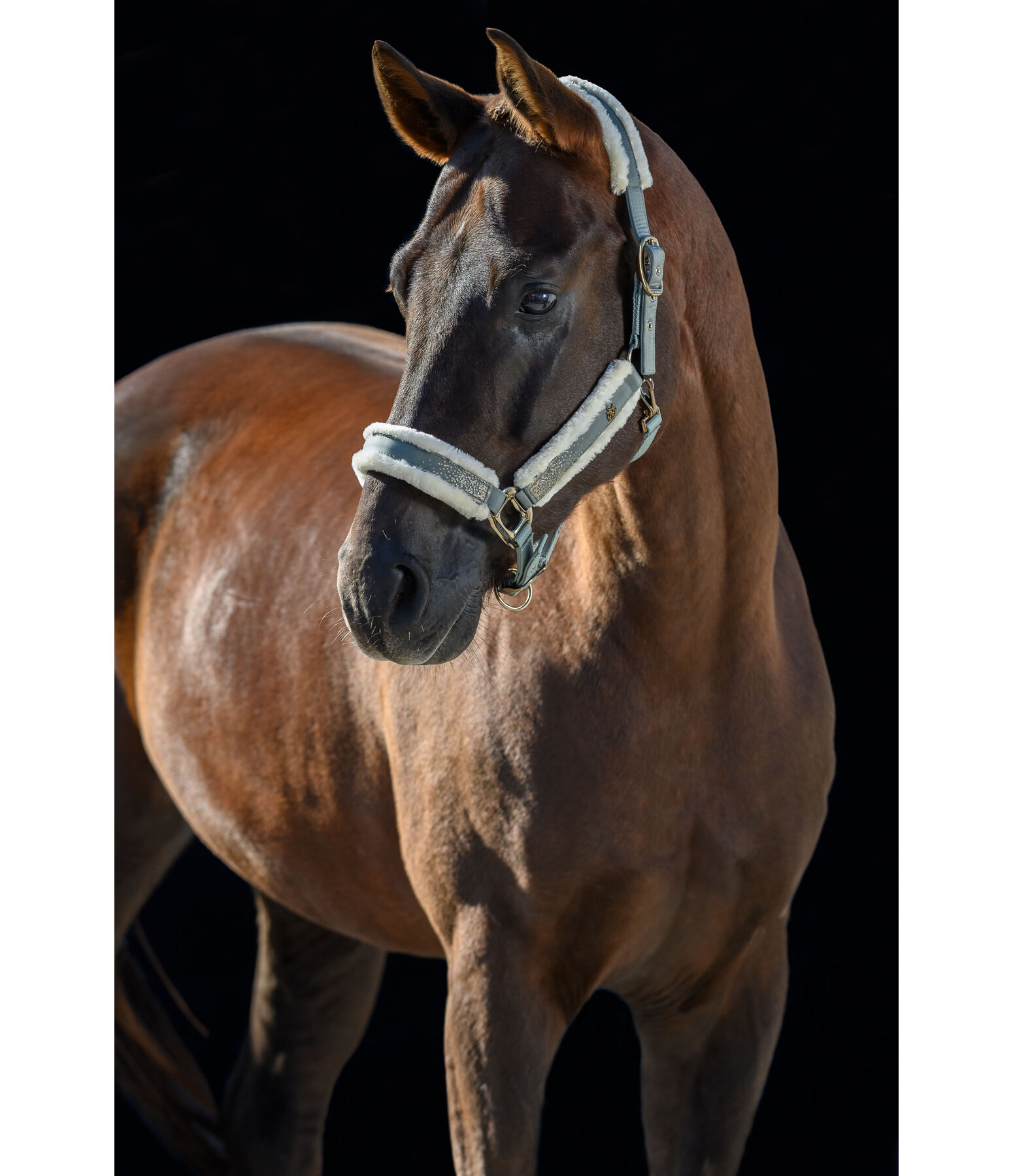 Headcollar Glitter Explosion