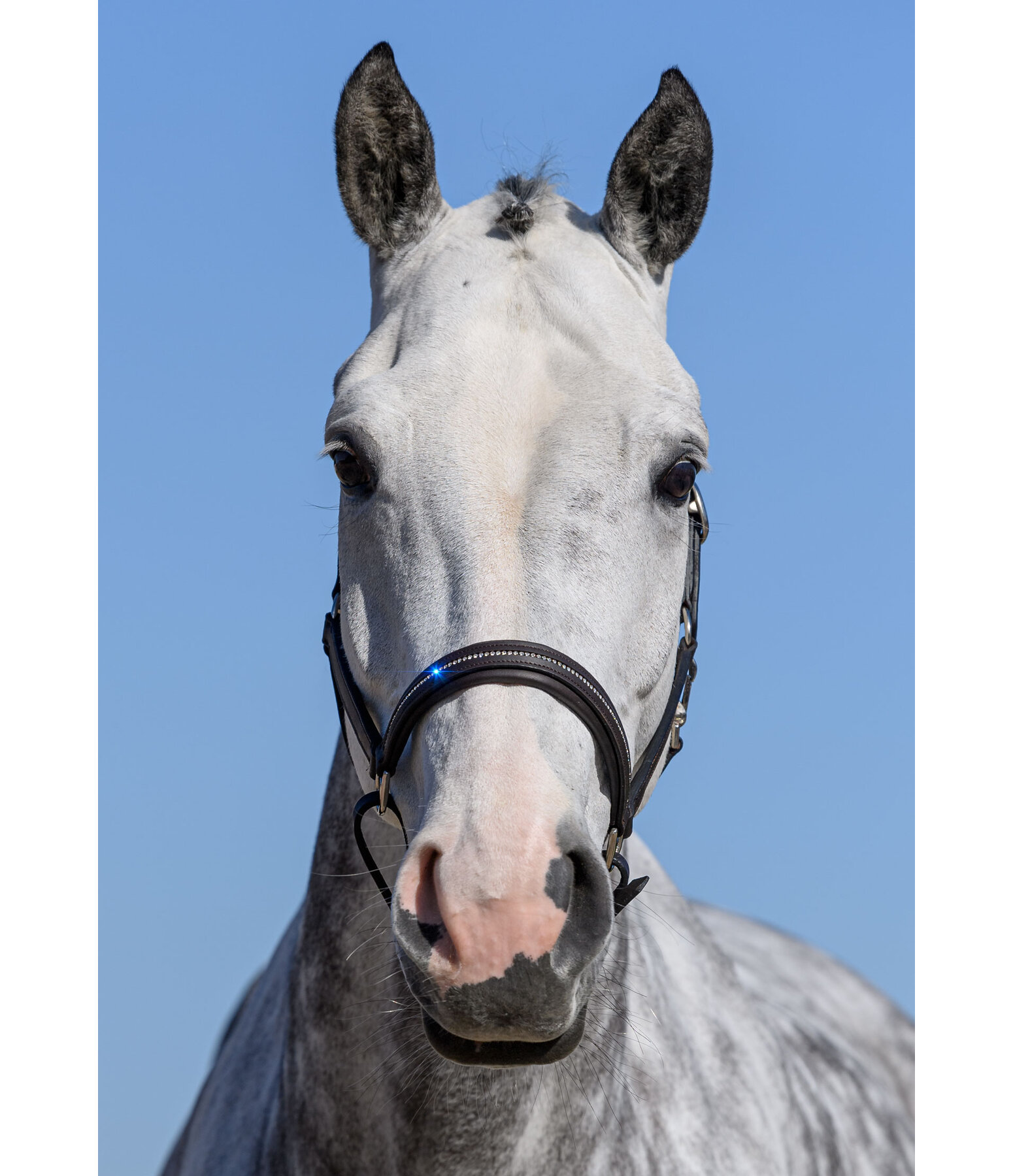 Leather Headcollar Selina with Glitter Stones