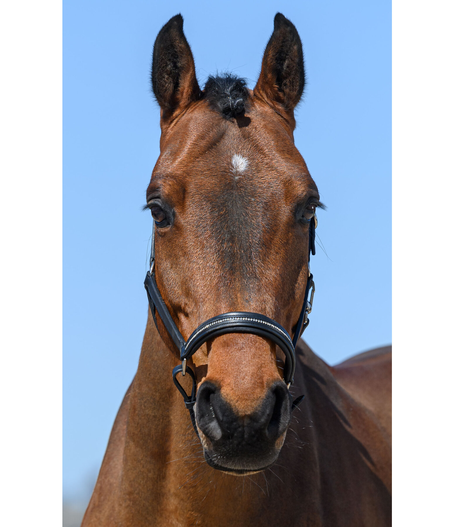 Leather Headcollar Selina with Glitter Stones