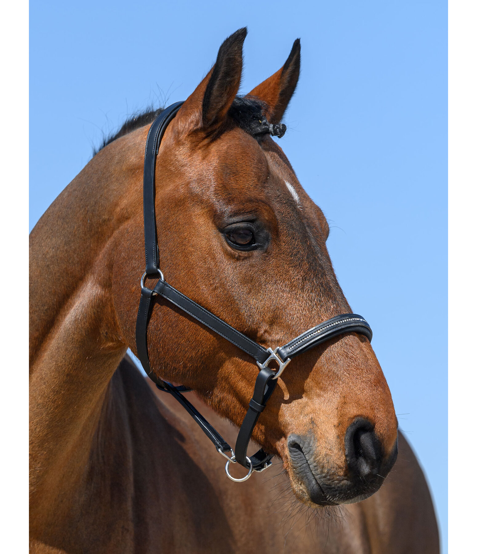 Leather Headcollar Selina with Glitter Stones