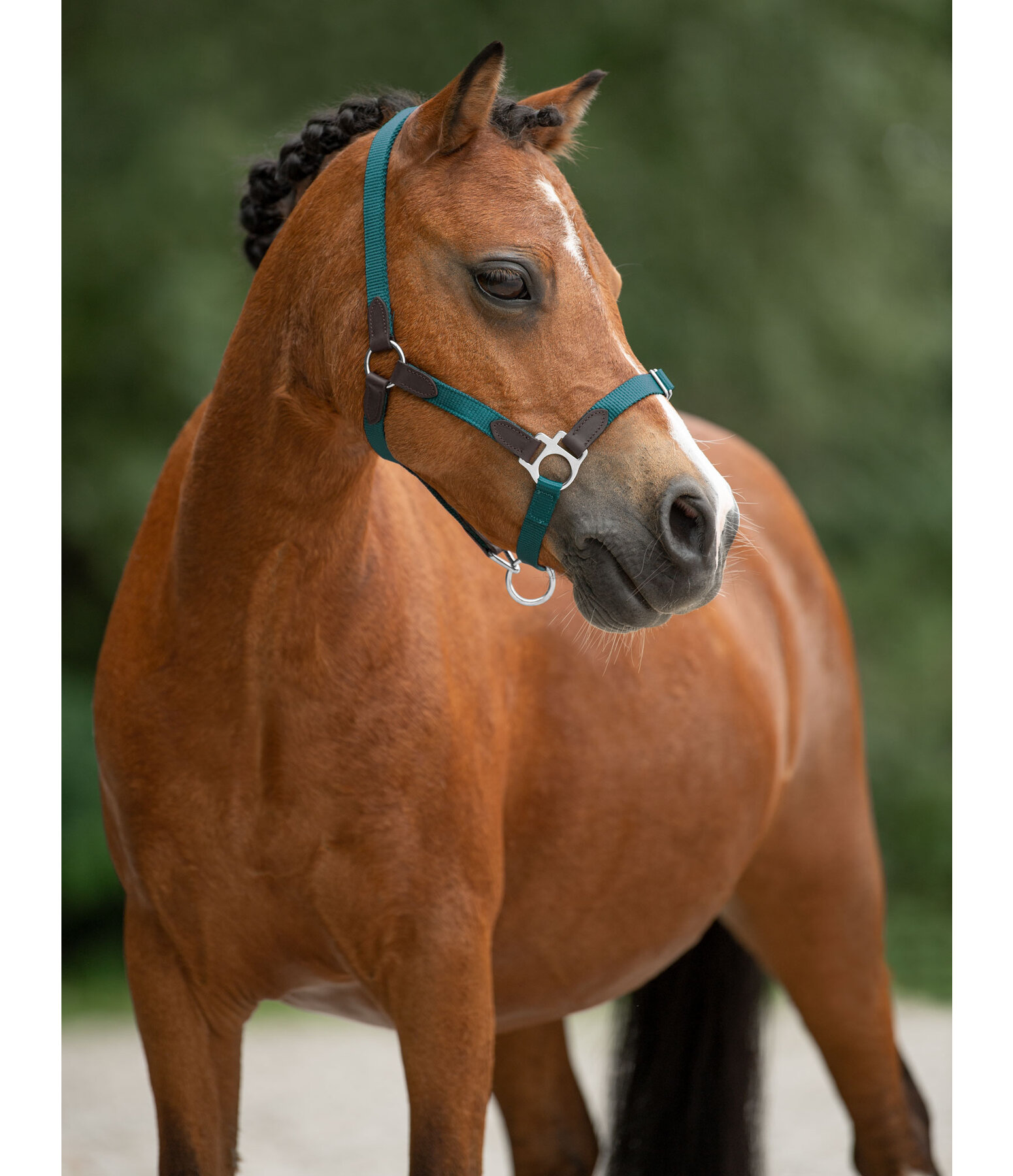 Foal & Shetland Pony Headcollar Katy