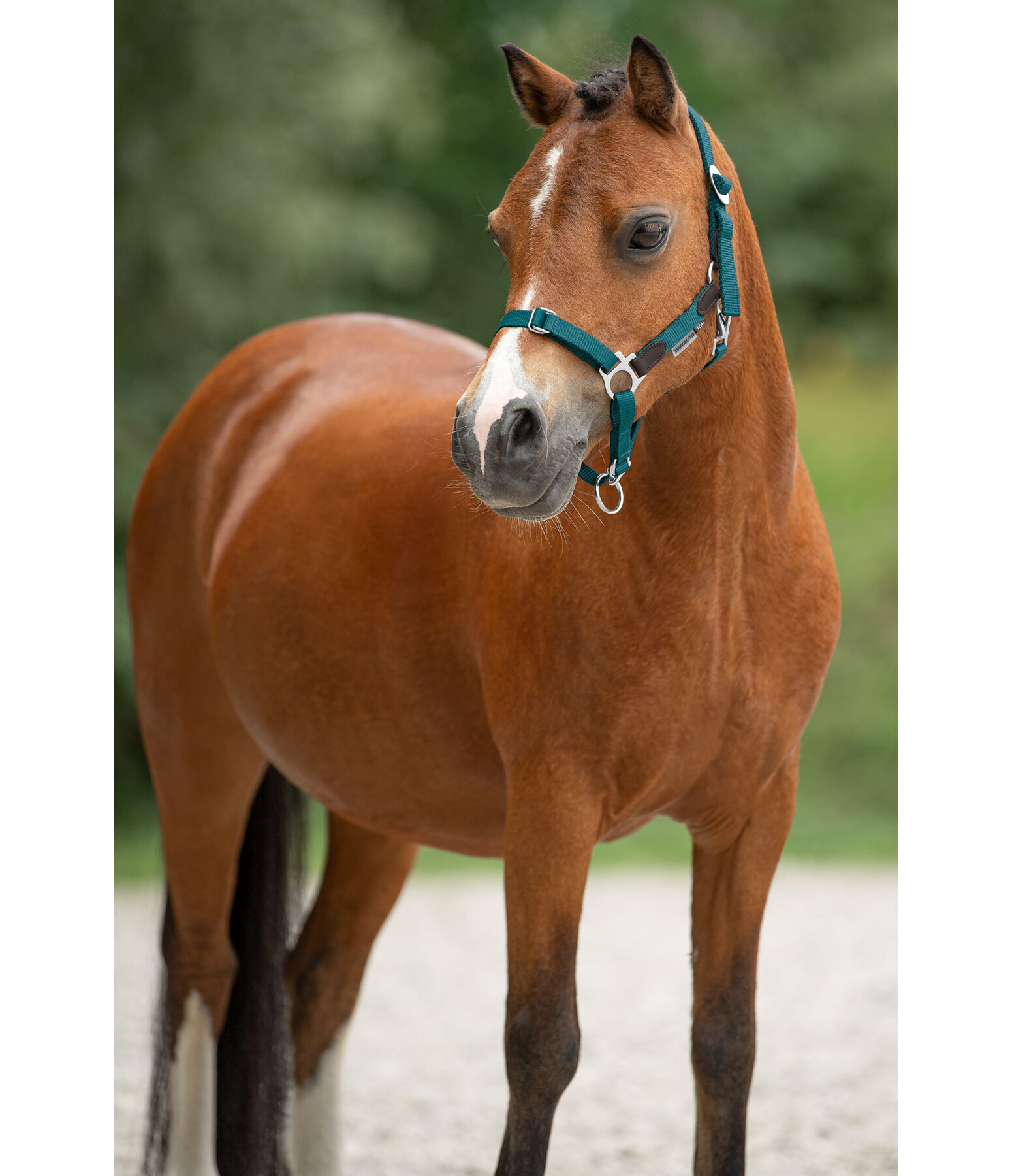 Foal & Shetland Pony Headcollar Katy