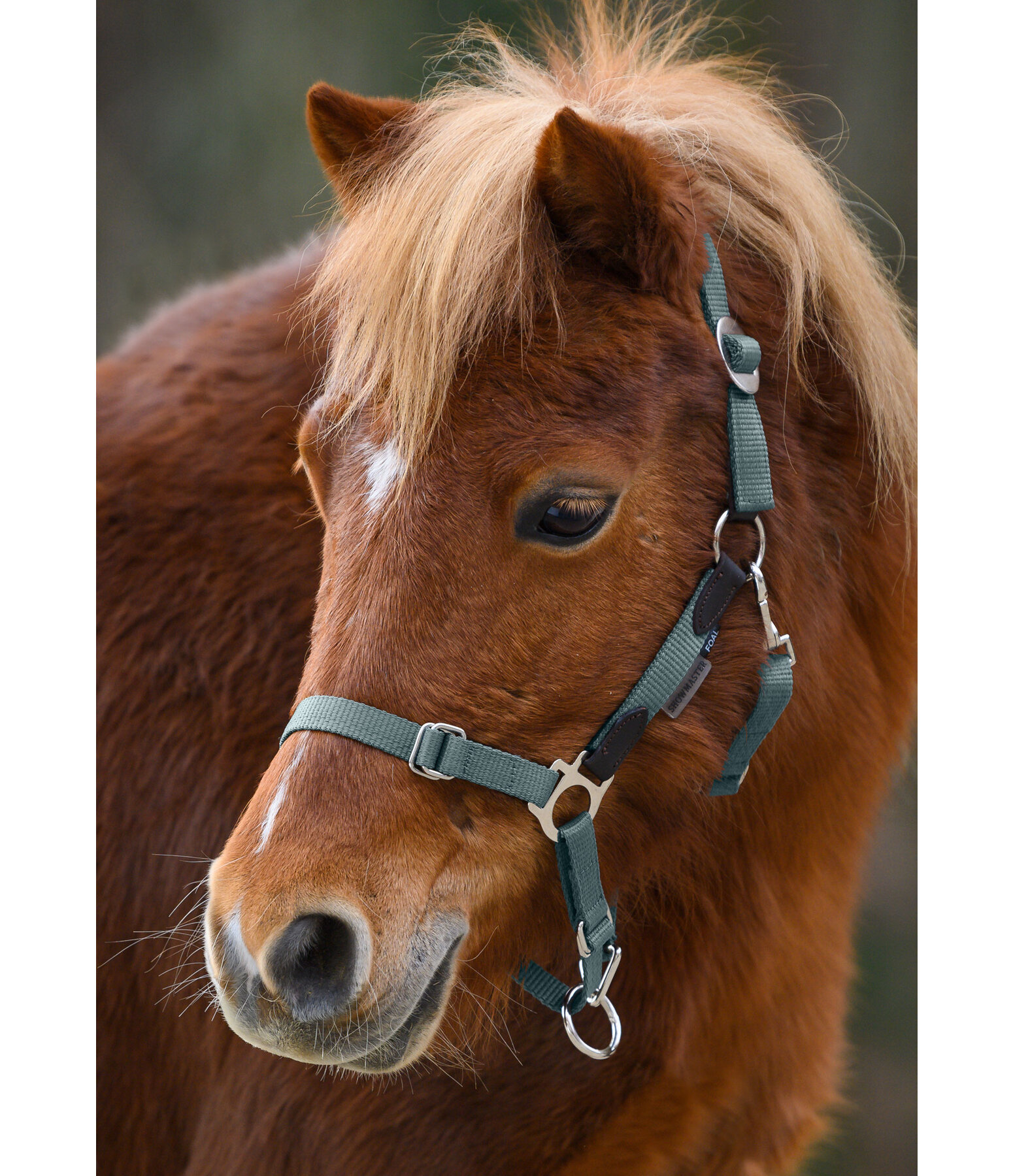 Foal & Shetland Pony Headcollar Katy