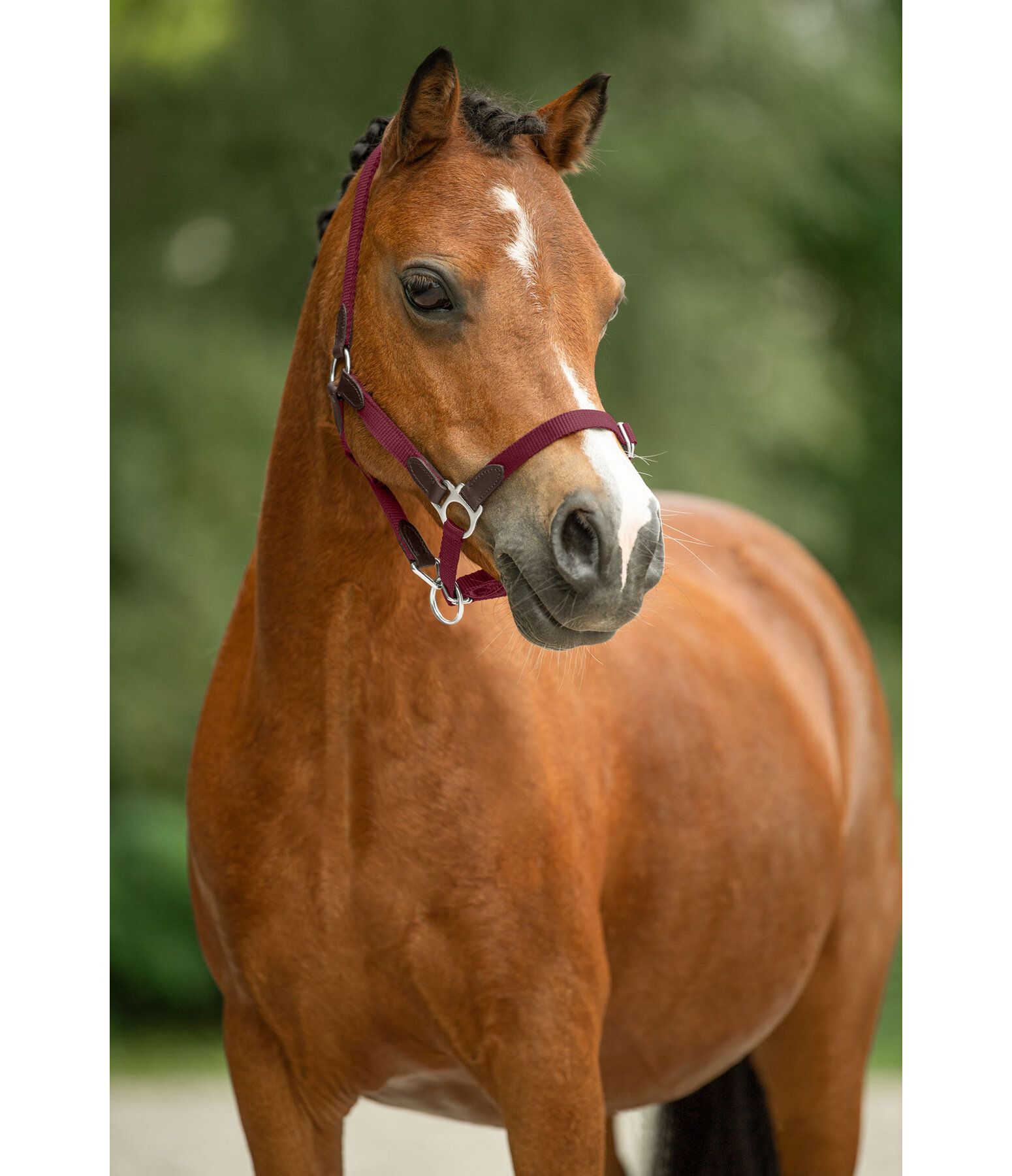 Foal & Shetland Pony Headcollar Katy