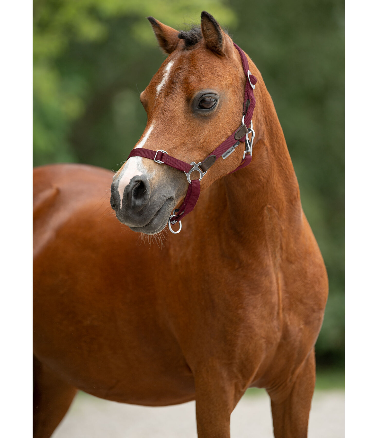 Foal & Shetland Pony Headcollar Katy