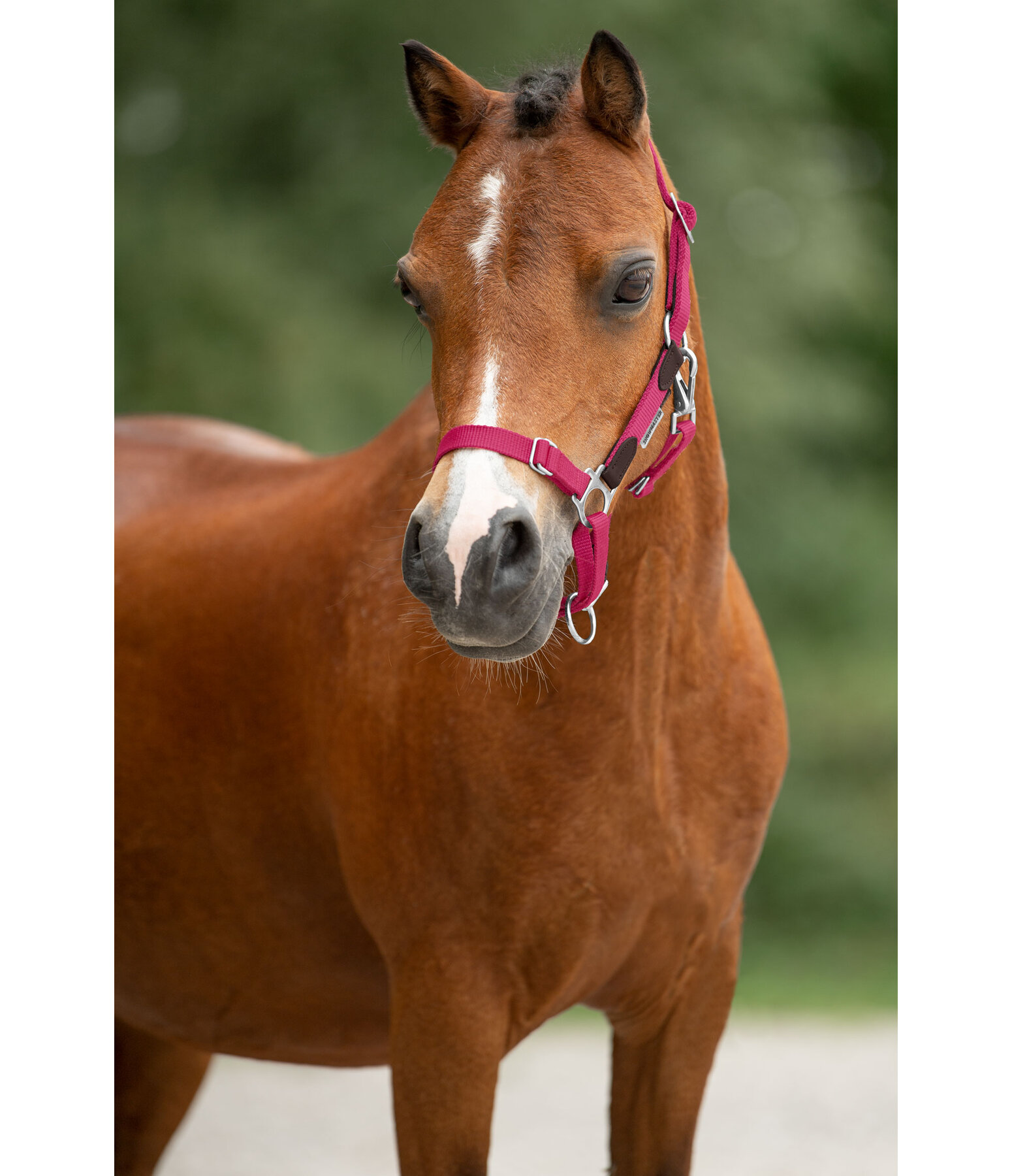 Foal & Shetland Pony Headcollar Katy