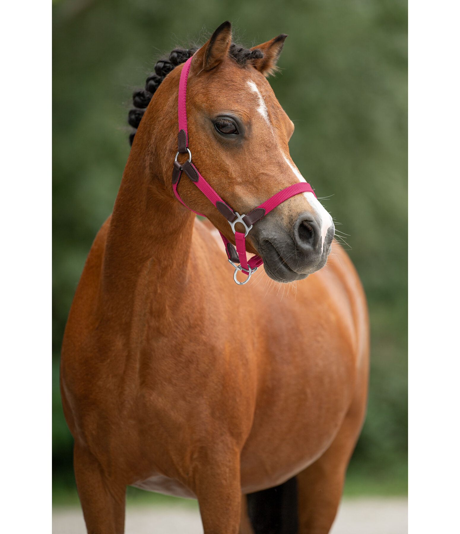 Foal & Shetland Pony Headcollar Katy