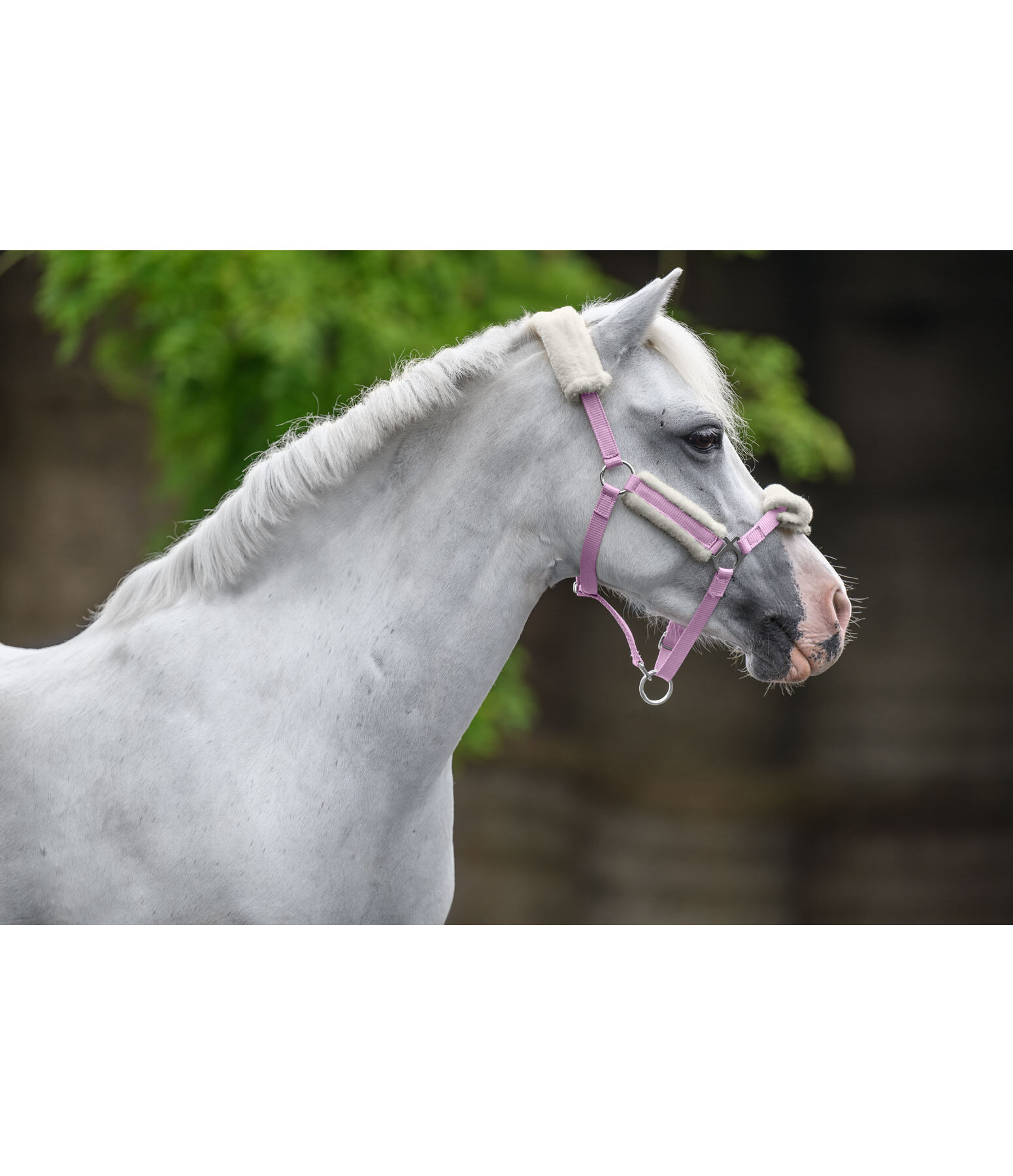 Foal & Shetland Pony Teddy Fleece Headcollar Cozy Adjustable