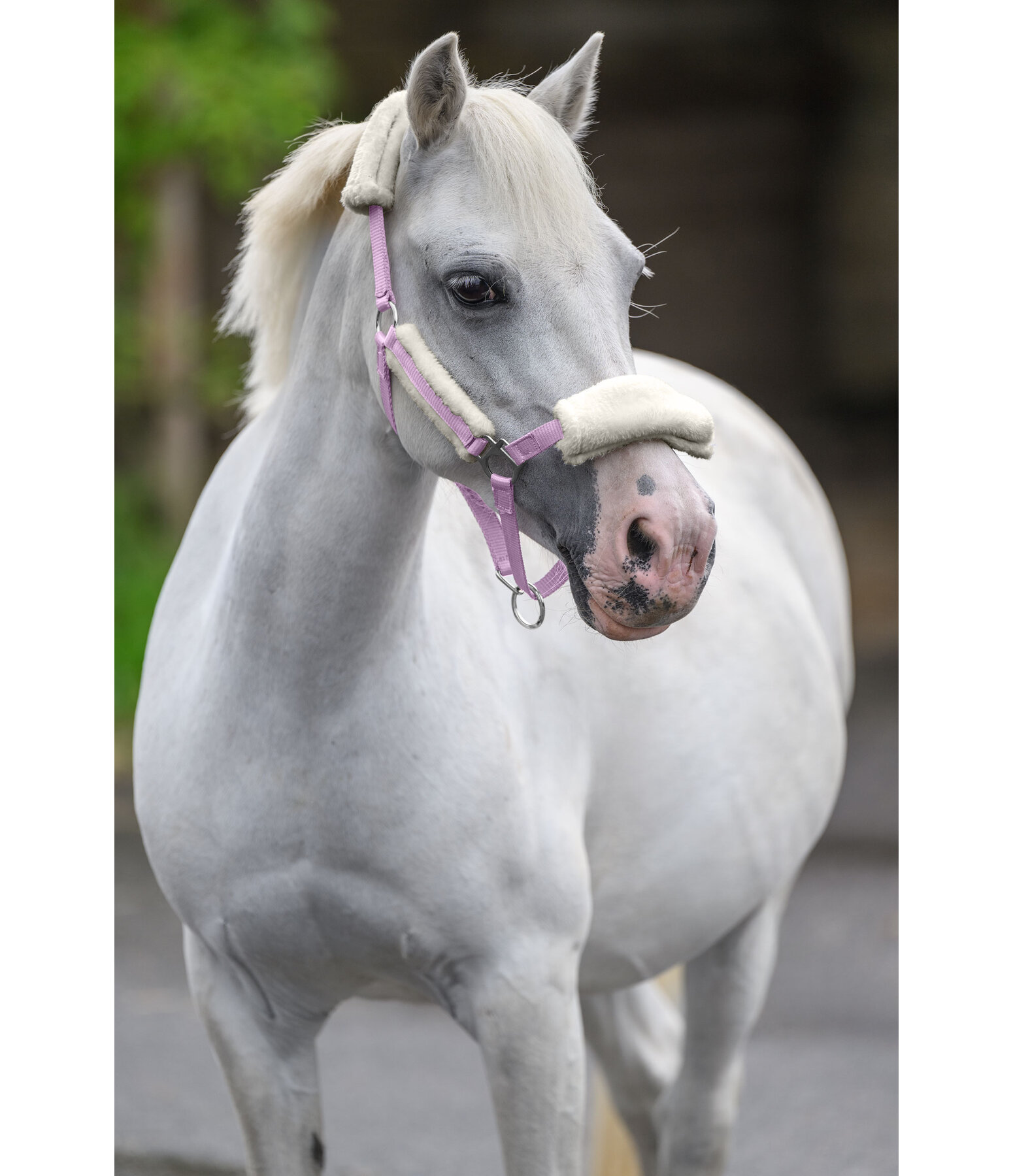 Foal & Shetland Pony Teddy Fleece Headcollar Cozy Adjustable