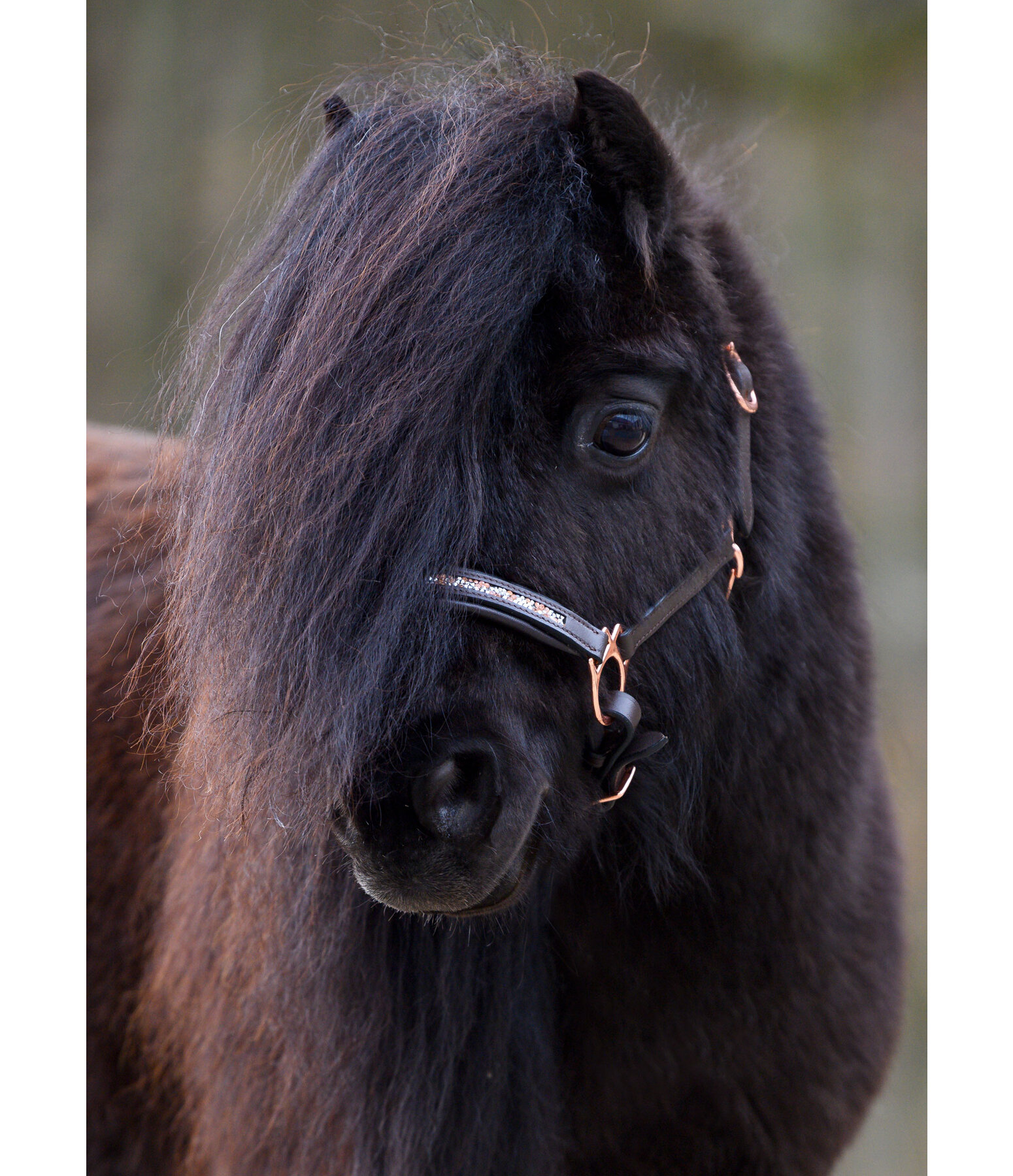 Foal & Shetland Pony Headcollar Little Rosy