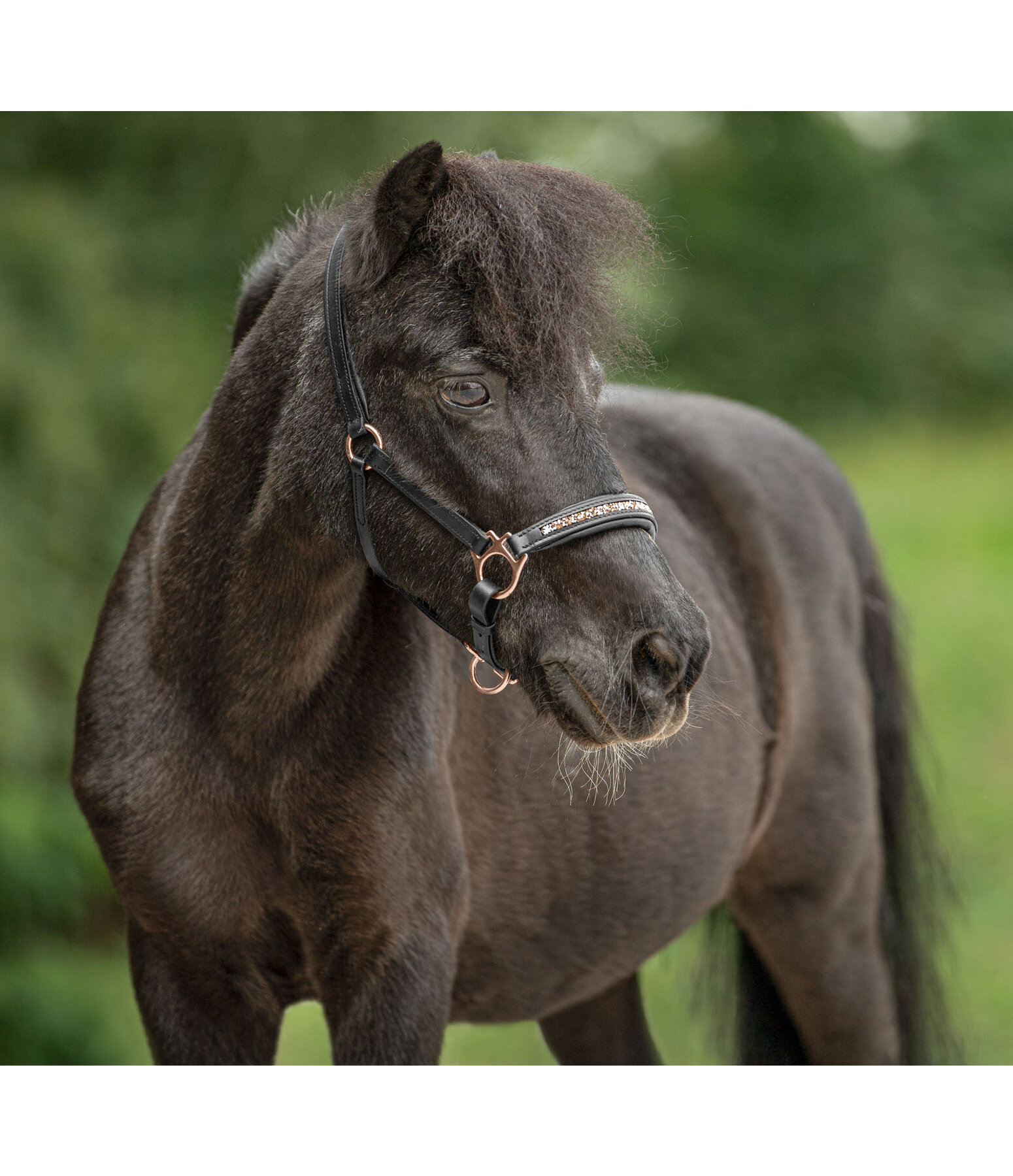 Foal & Shetland Headcollar Little Rosy