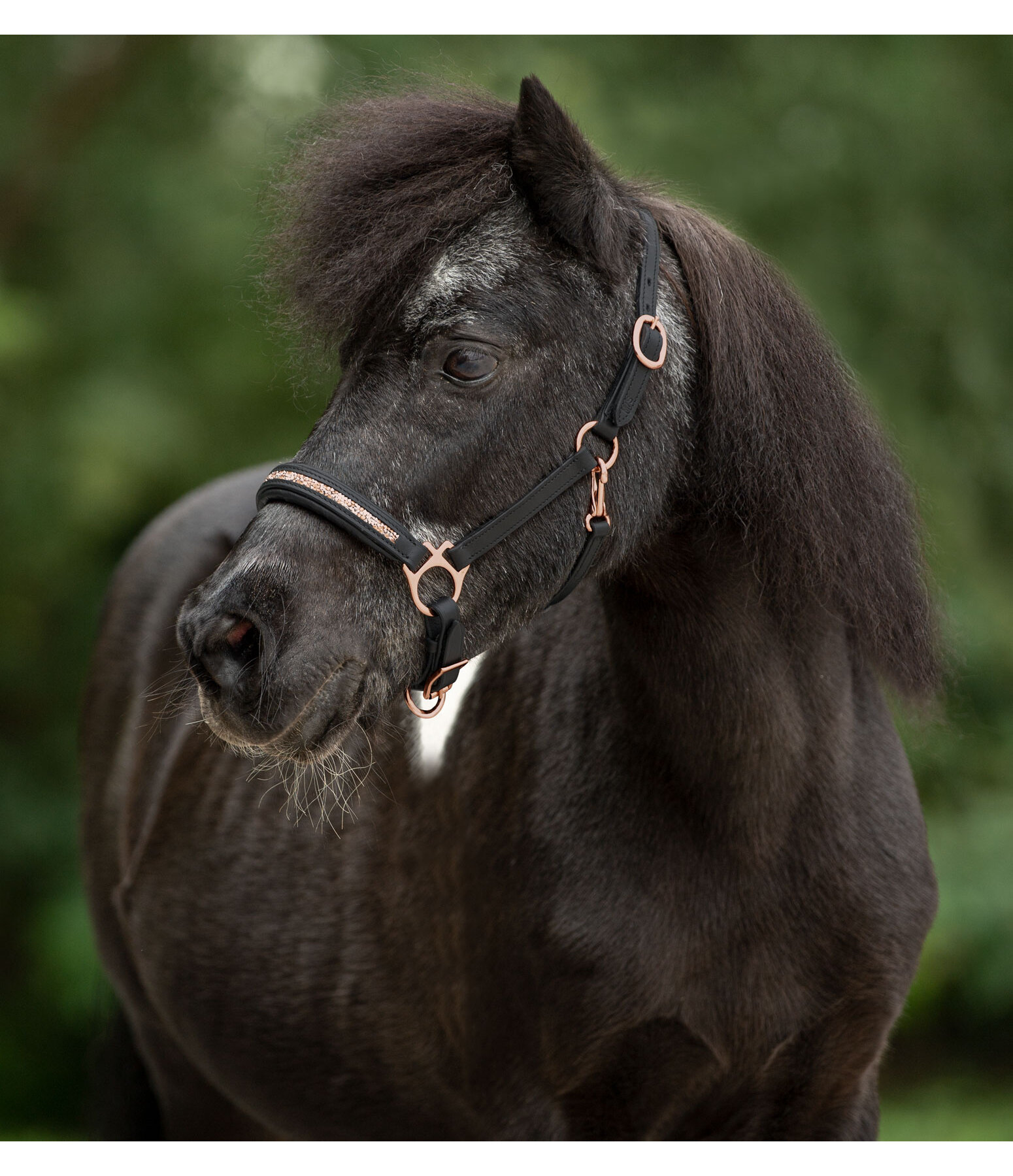 Foal & Shetland Pony Headcollar Little Rosy