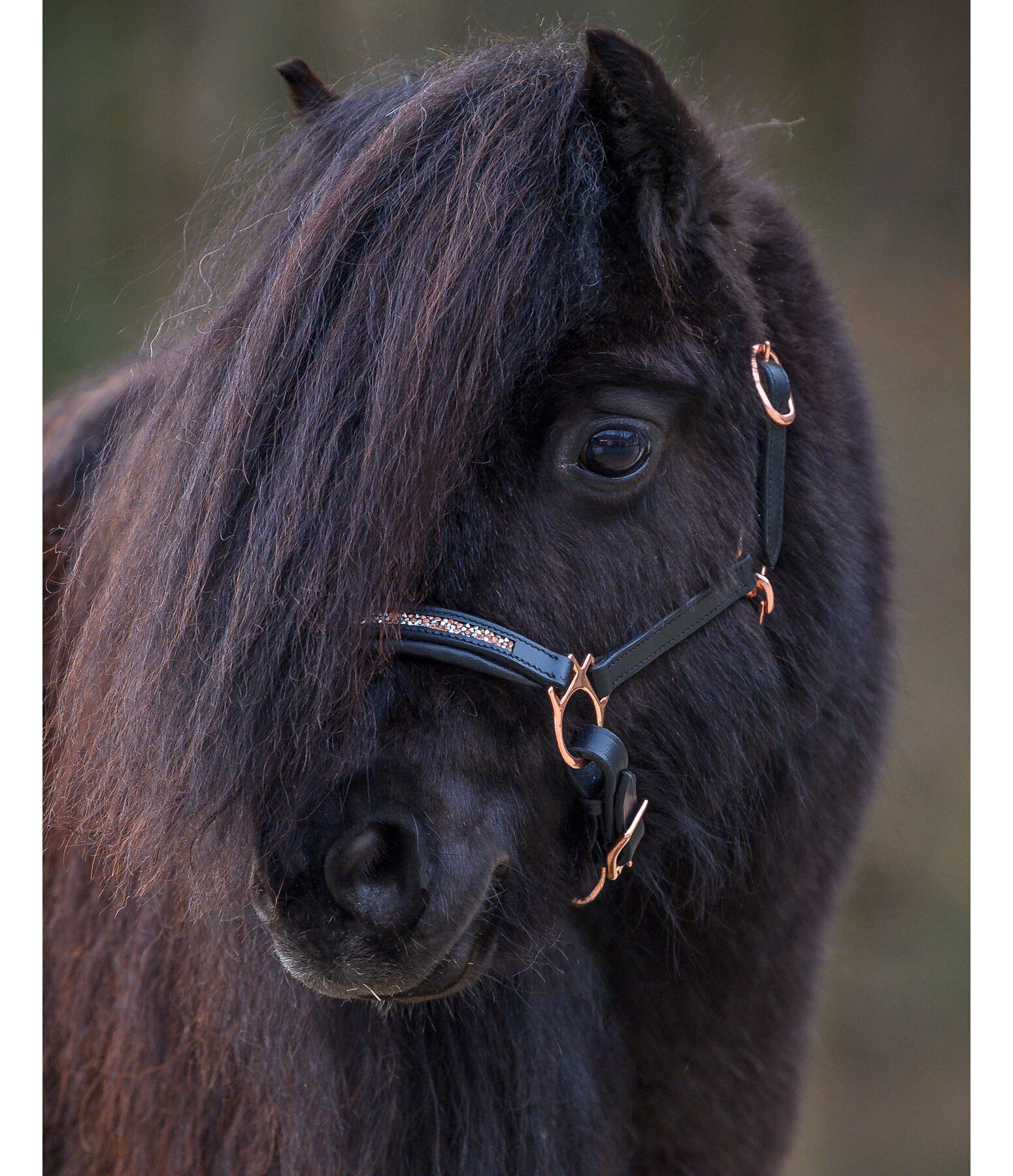 Foal & Shetland Headcollar Little Rosy