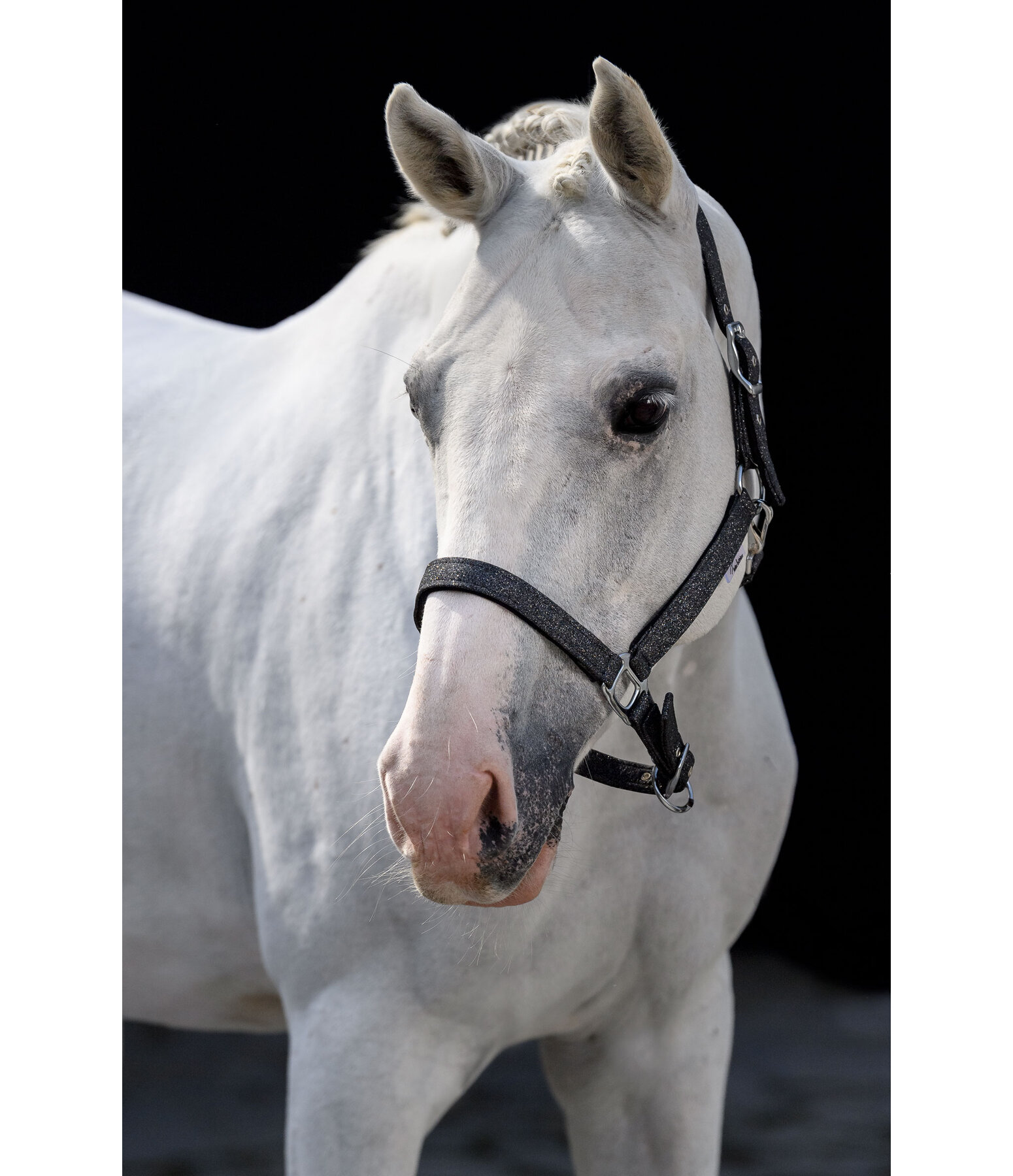 Headcollar Twinkle