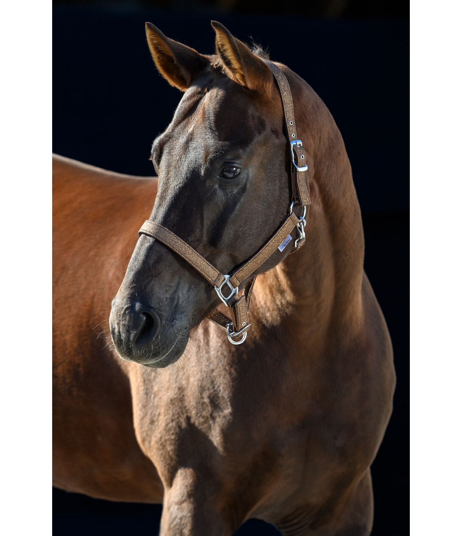 Headcollar Twinkle