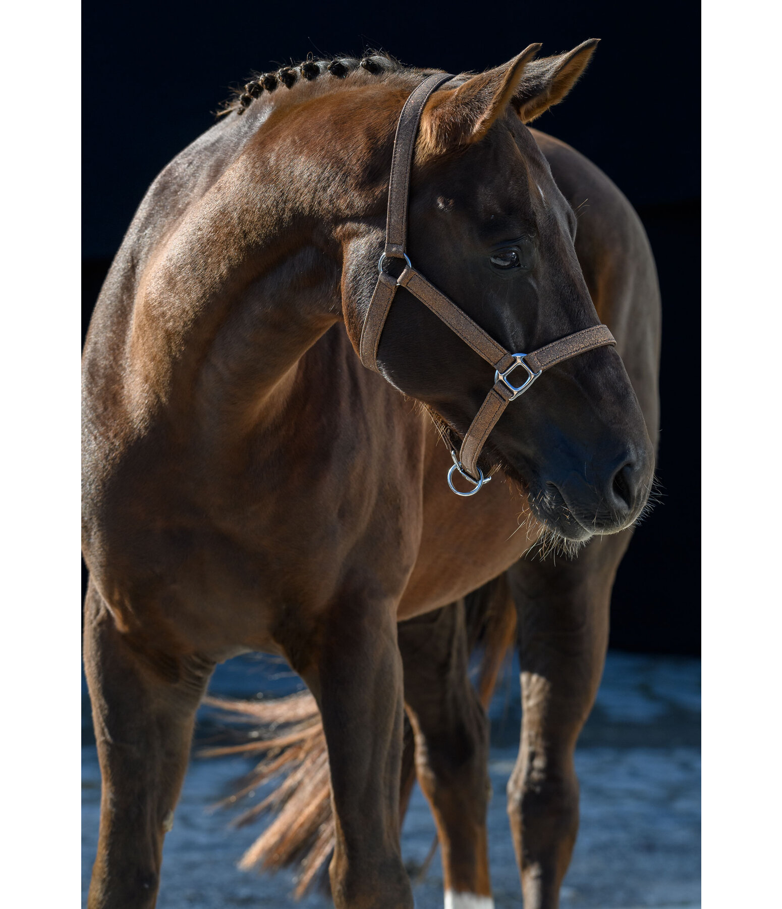 Headcollar Twinkle