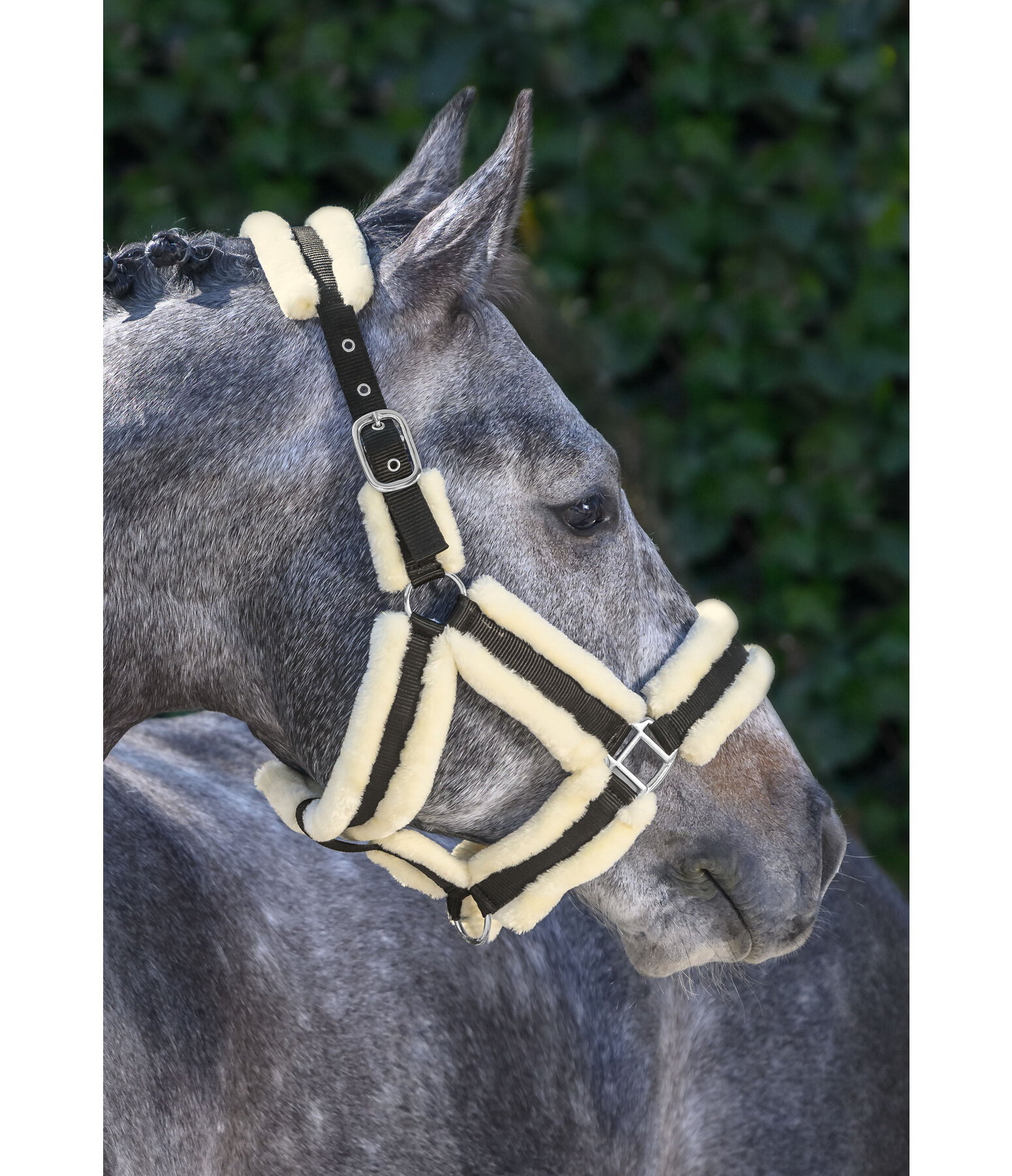 Teddyfleece Headcollar Cuddly