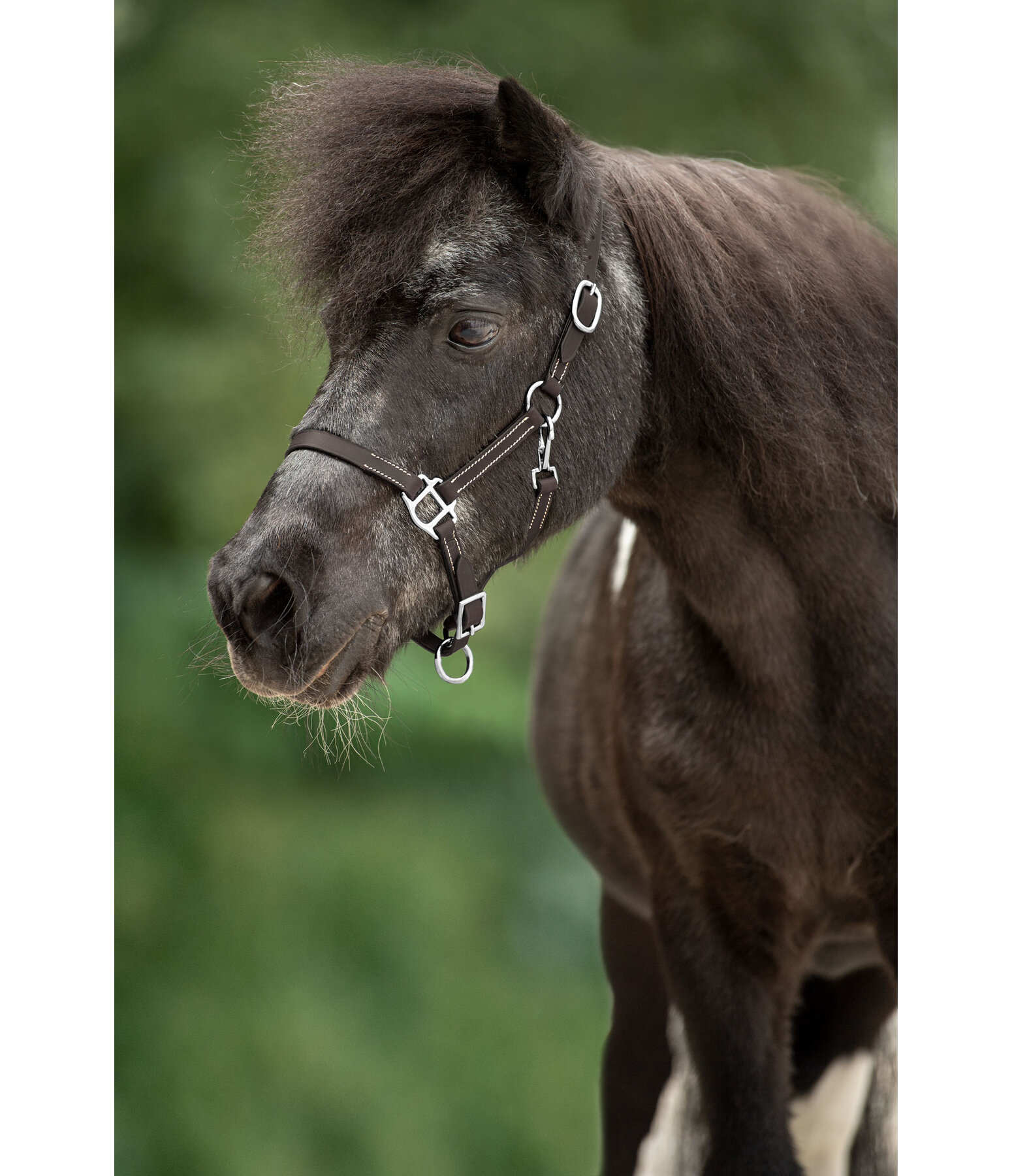 Foal Leather Headcollar Classic