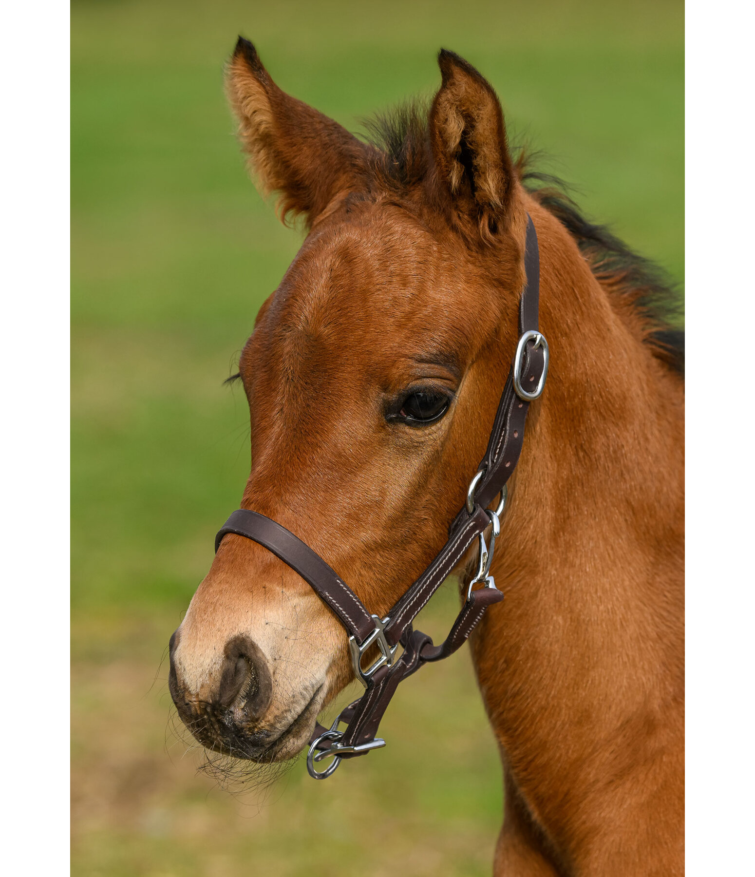 Foal Leather Headcollar Classic