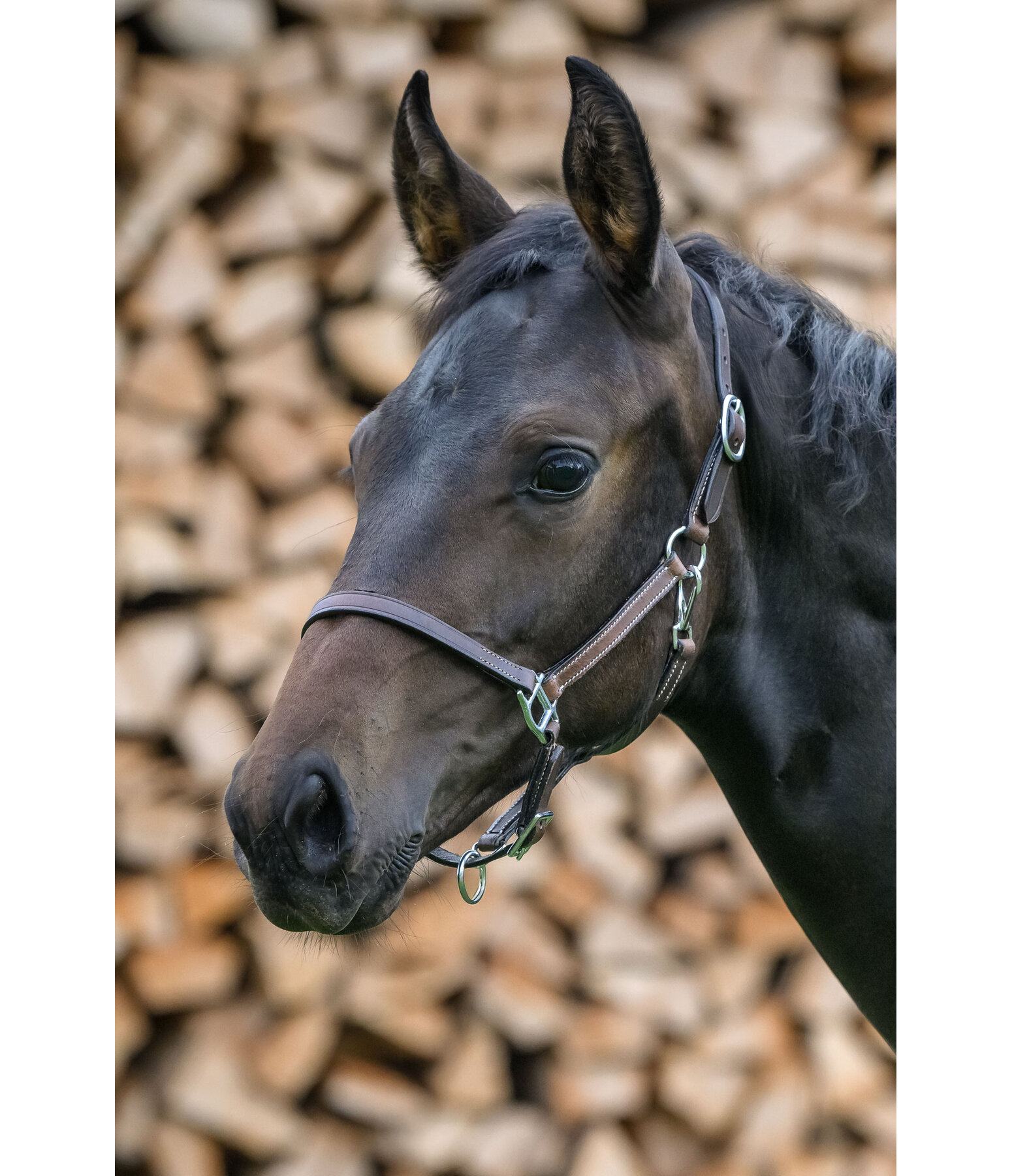 Foal Leather Headcollar Classic