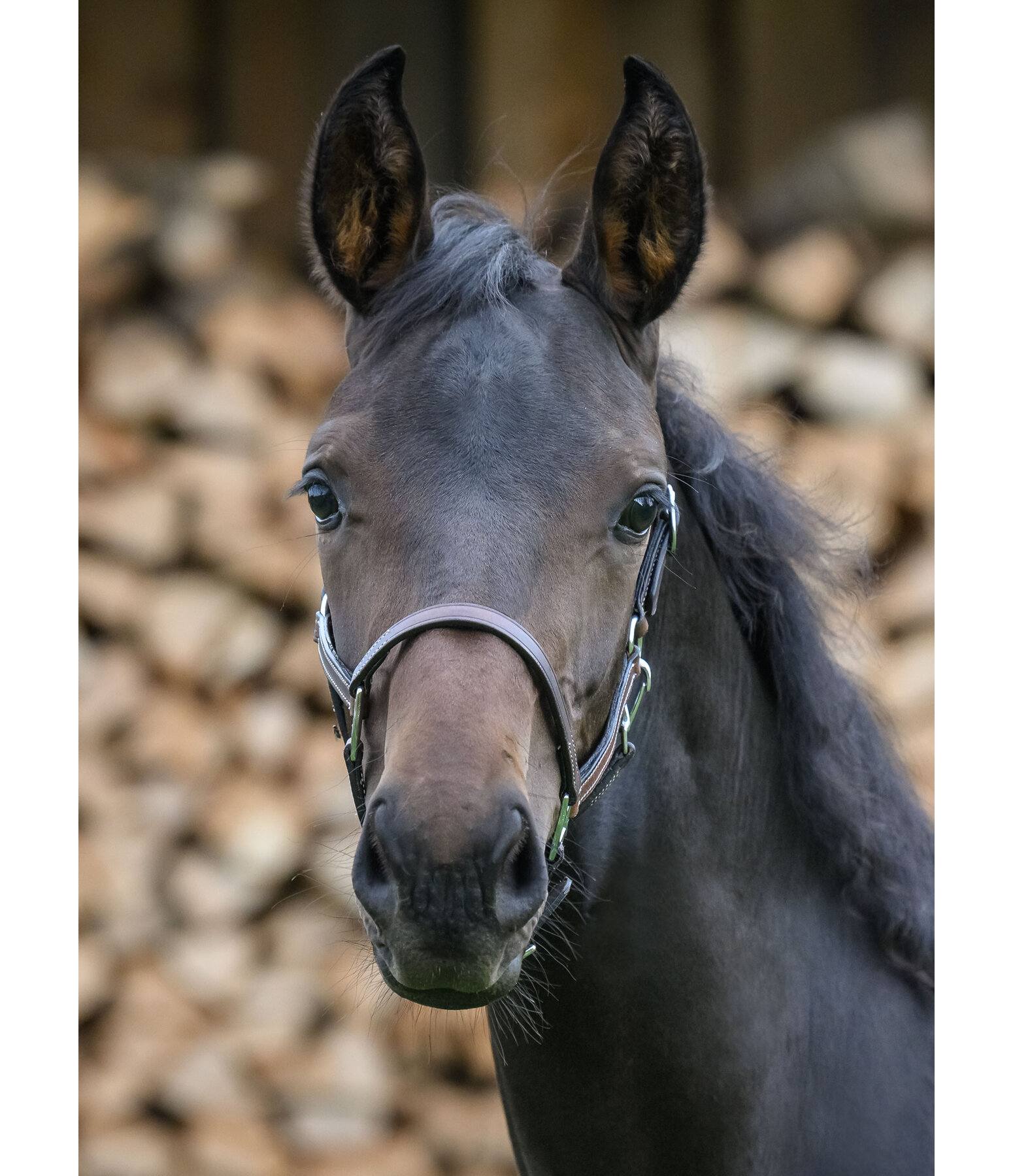 Foal Leather Headcollar Classic