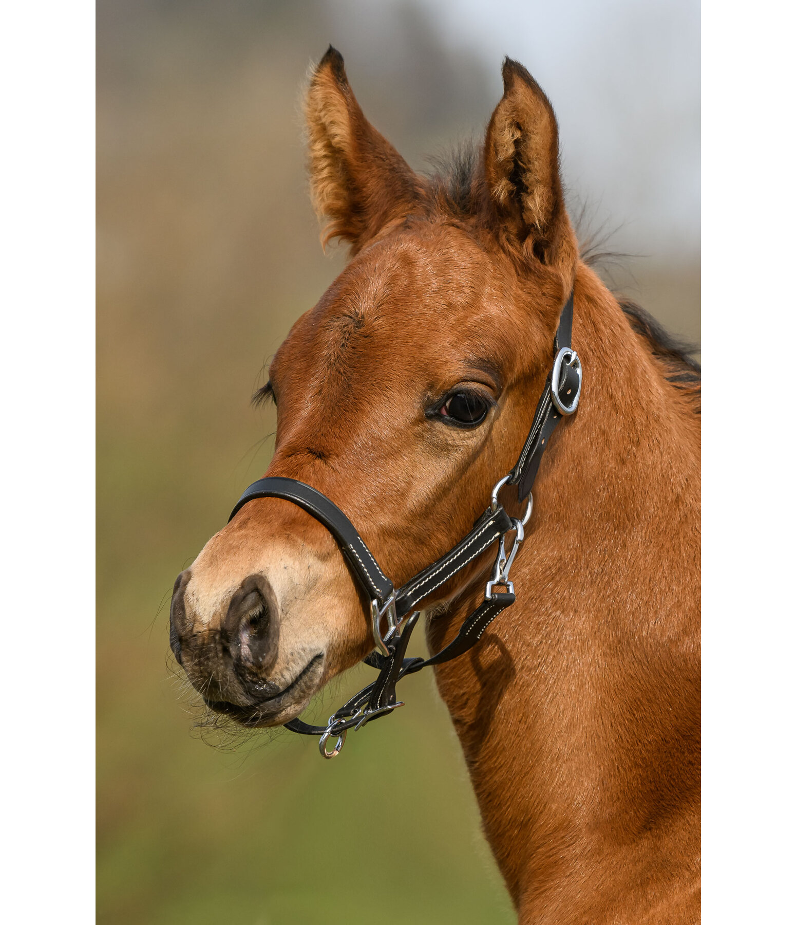 Foal Leather Headcollar Classic